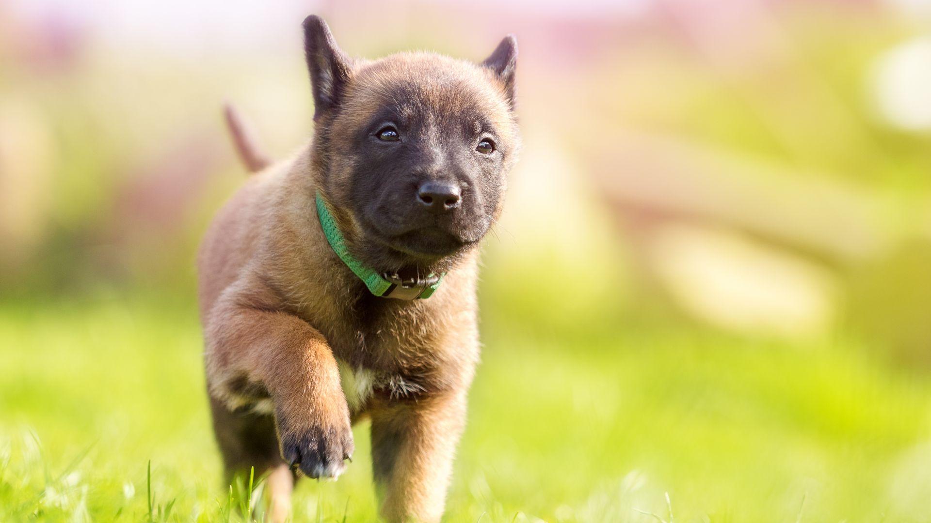 1920x1080 Desktop Wallpaper Dog, Grass, Cute, Puppy, 4k, HD Image, Picture, Background, Qm2lu1