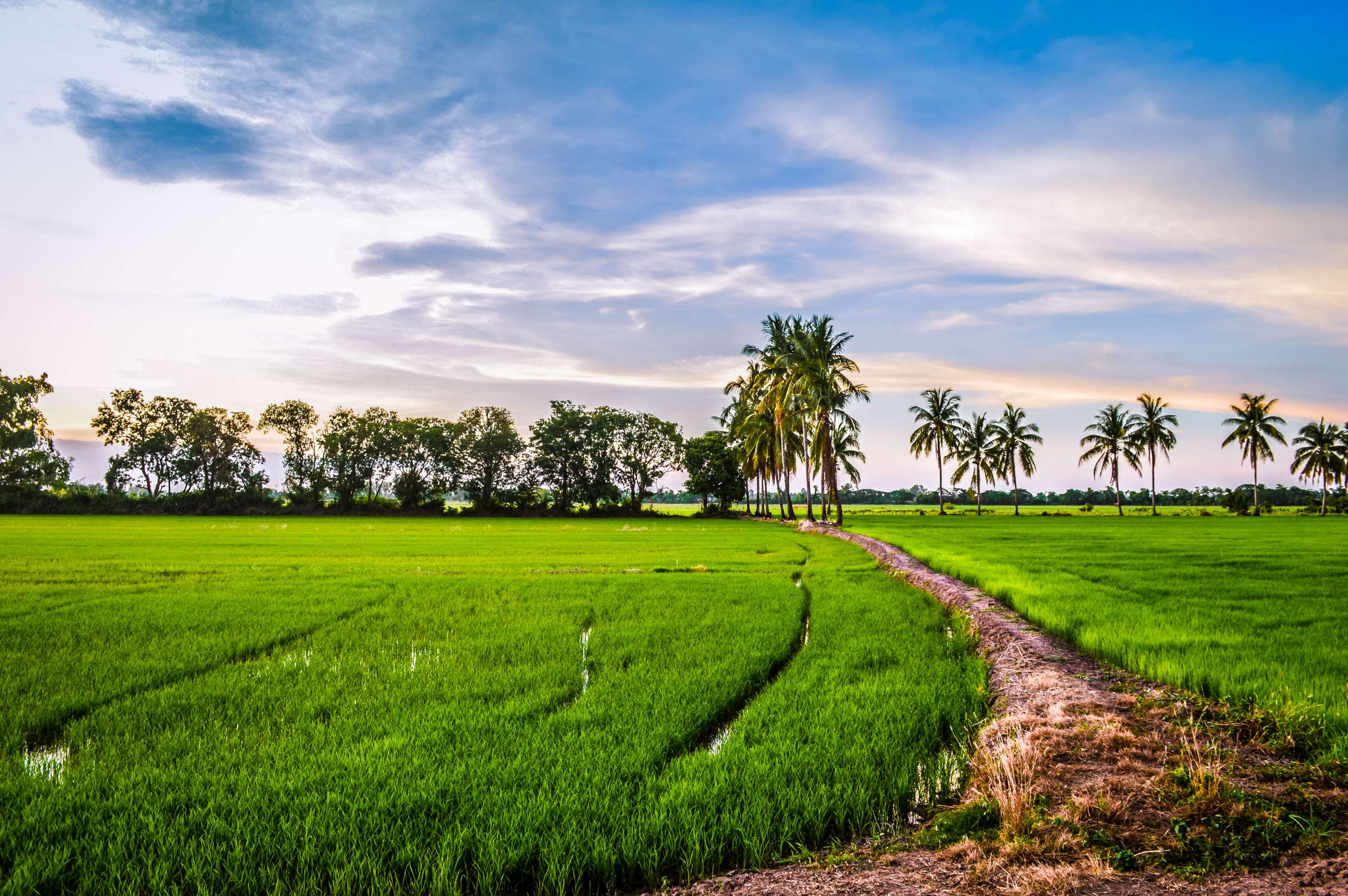 3840x2553 afternoon, rice field 4k, HD Wallpaper