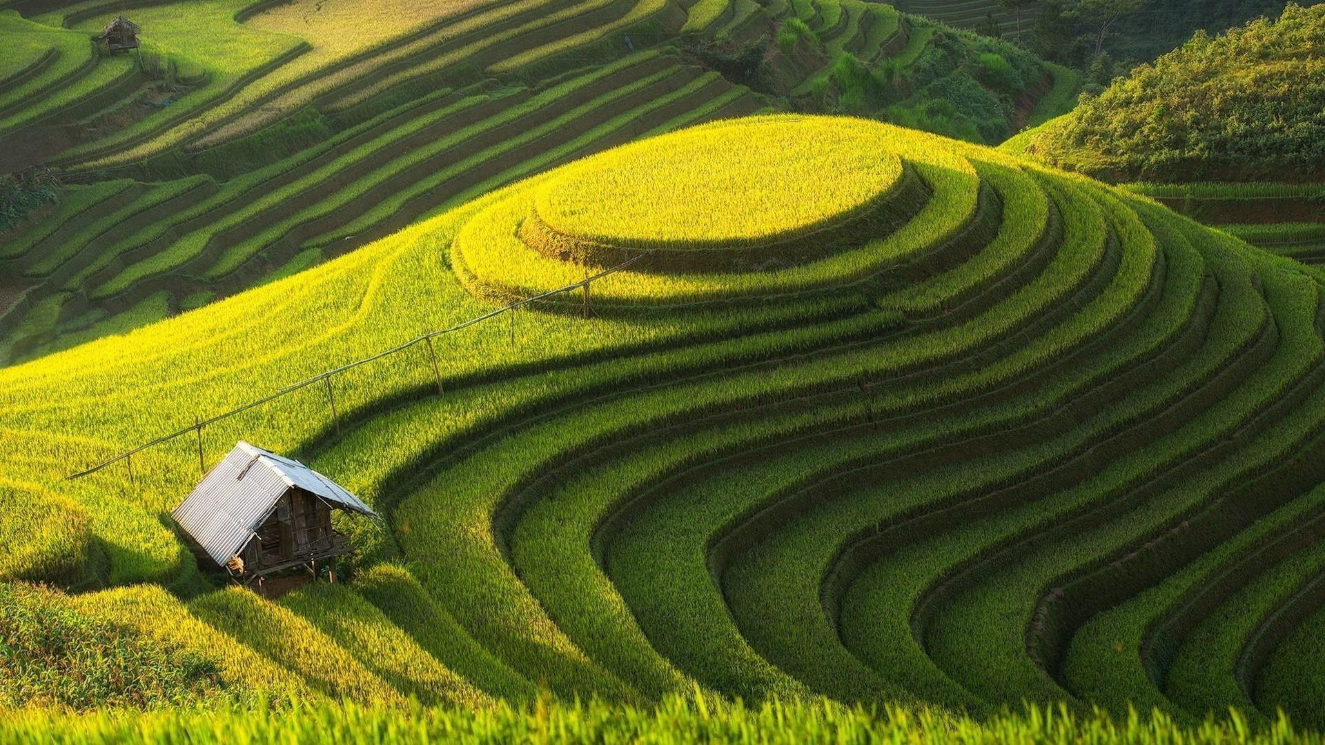 Ricefield Wallpapers - Top Free Ricefield Backgrounds - WallpaperAccess