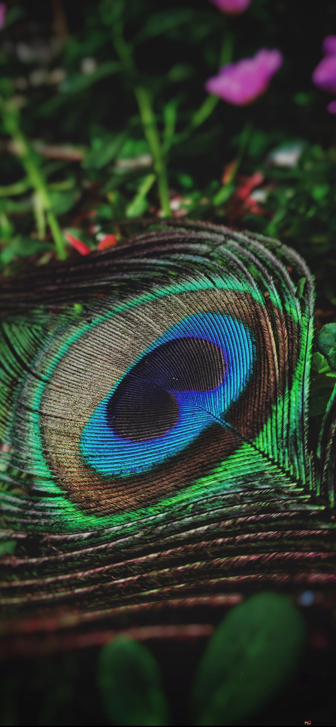1170x2532 Peacock feather on grass ground with pink flowers 2K wallpaper download