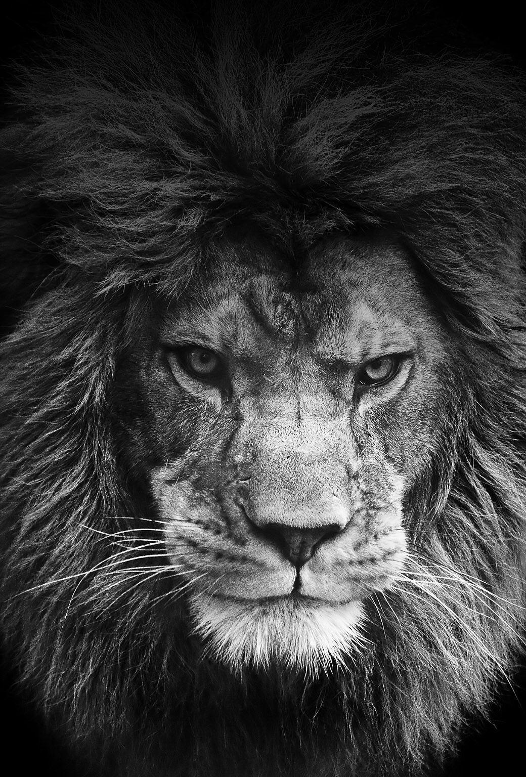 1040x1536 King:). Animals. Animals, Lion, Cats