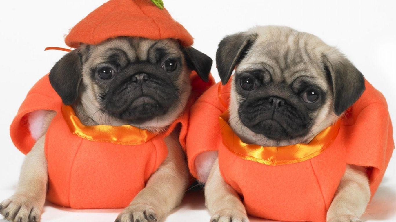 1366x768 Halloween Dogs Wallpaper