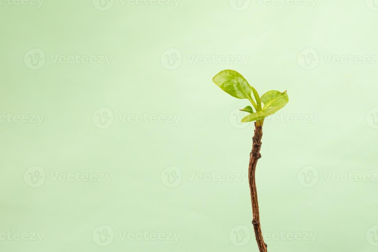 Pistachio Green Wallpapers Top Free Pistachio Green Backgrounds
