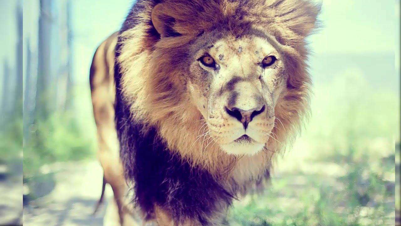 1280x720 Latest Lion Wallpaperp HD