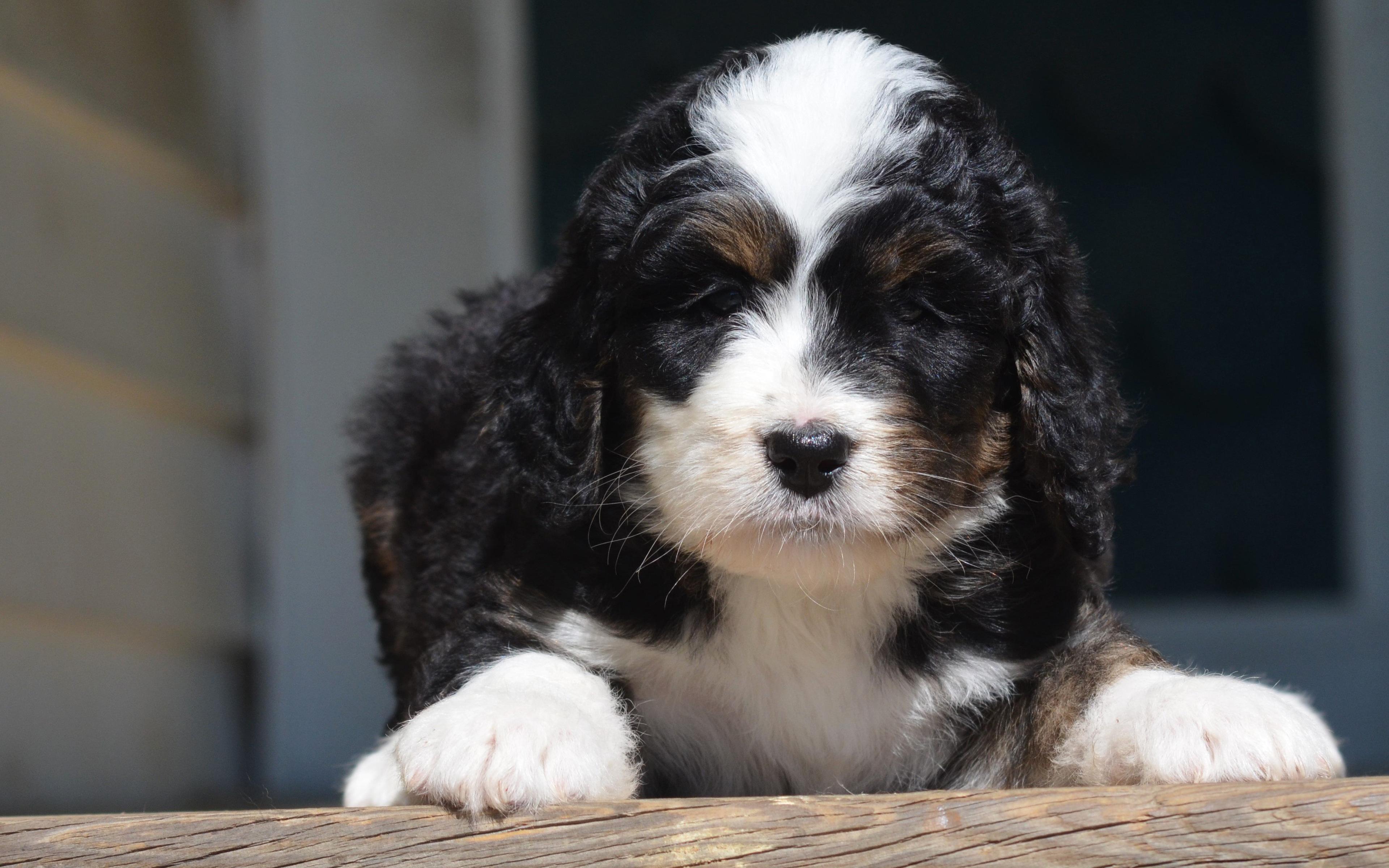 3840x2400 Bernedoodle Wallpaper