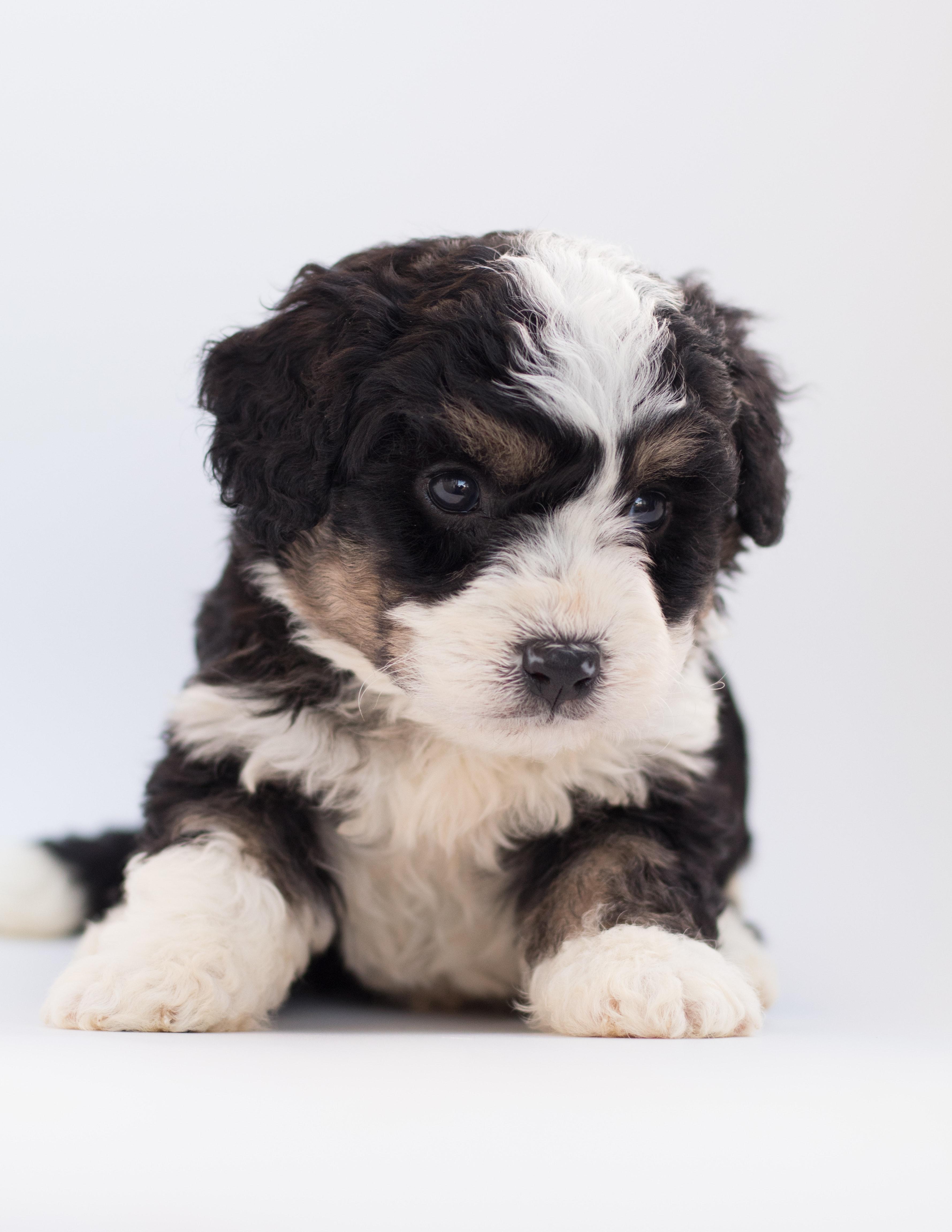 Bernedoodle Wallpapers - Top Free Bernedoodle Backgrounds - WallpaperAccess