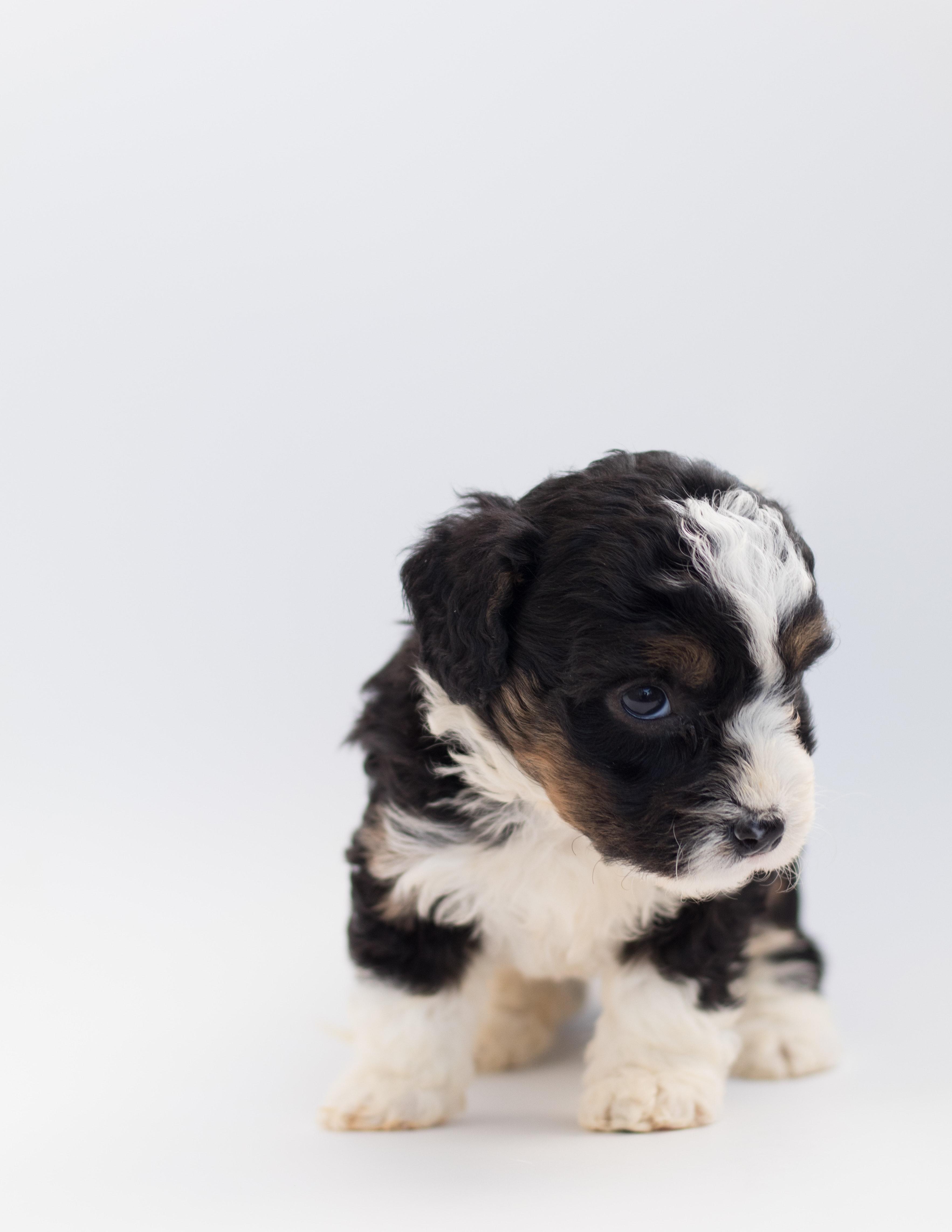 3531x4569 Bernedoodle Photo, Download The BEST Free Bernedoodle & HD Image
