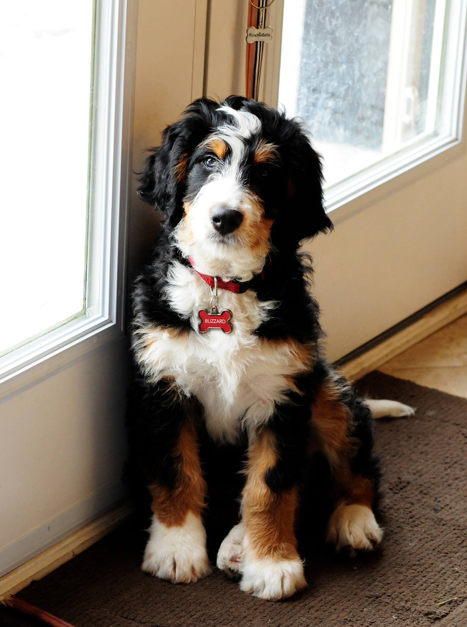 1524x2048 Bernedoodle Info, Temperament, Training, Diet, Puppies, Picture