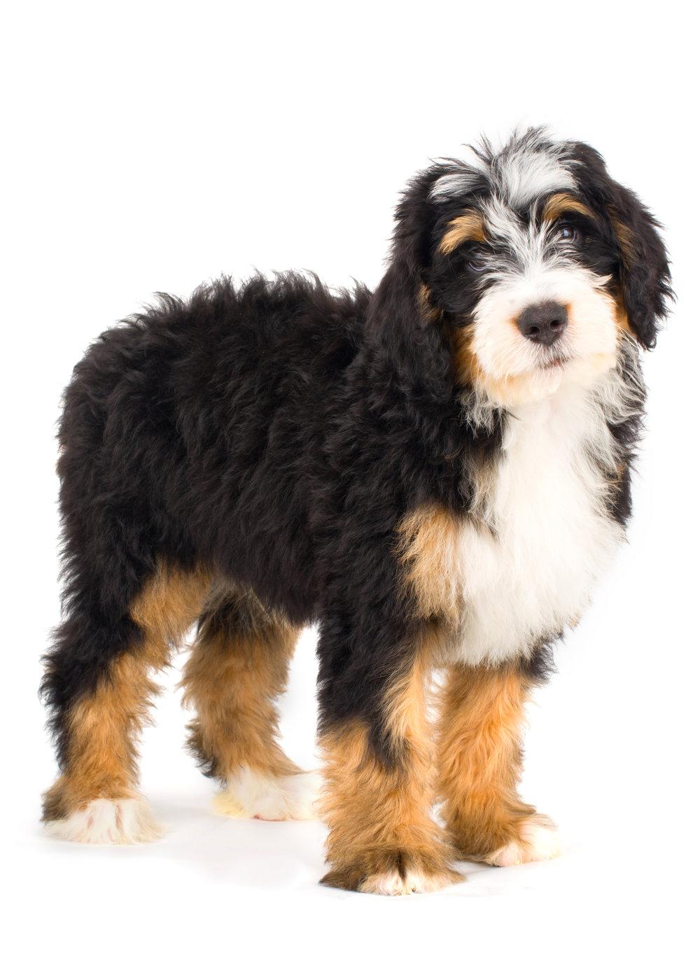 Bernedoodle Wallpapers - Top Free Bernedoodle Backgrounds - WallpaperAccess