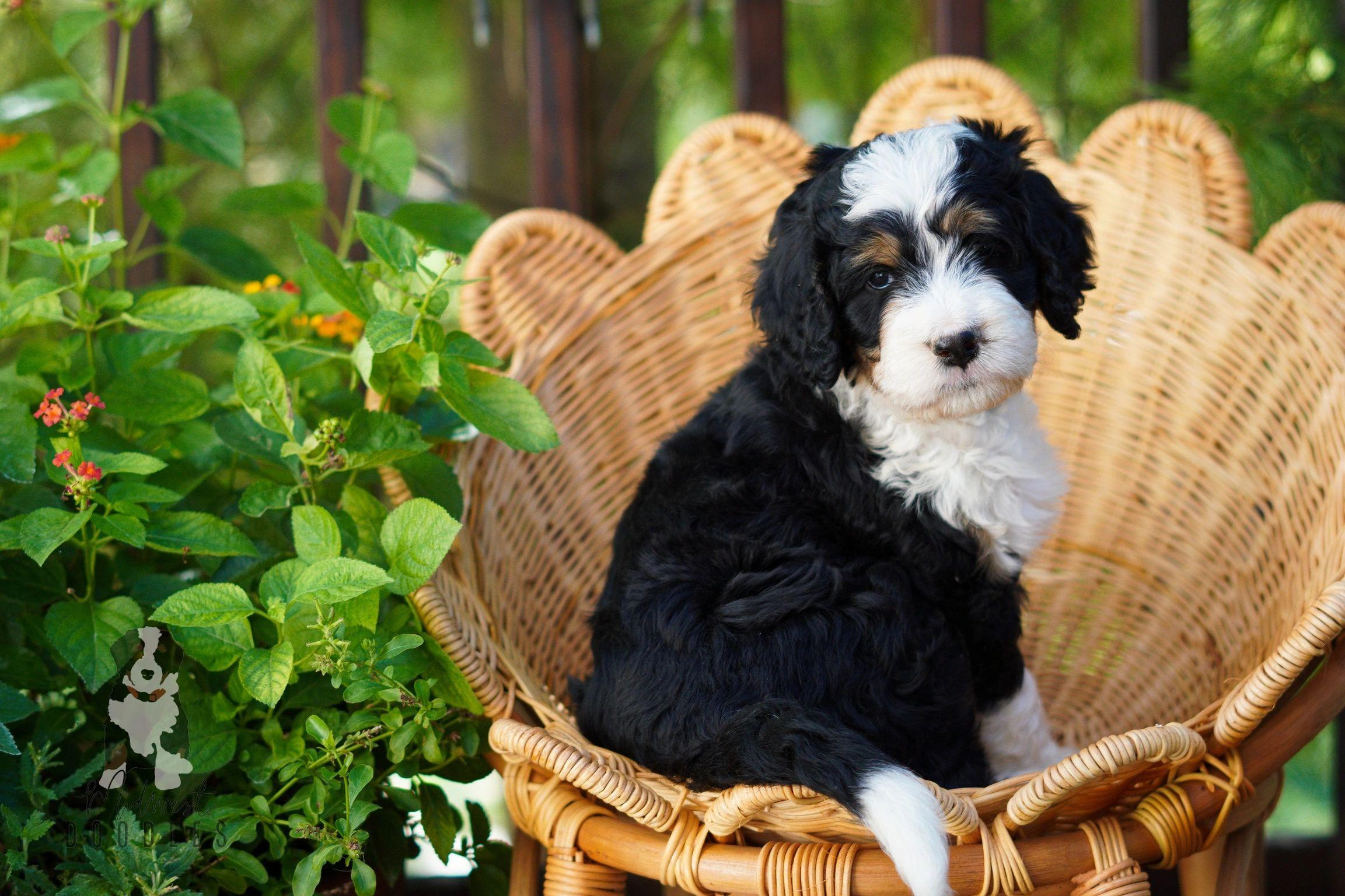 Bernedoodle Wallpapers - Top Free Bernedoodle Backgrounds - WallpaperAccess