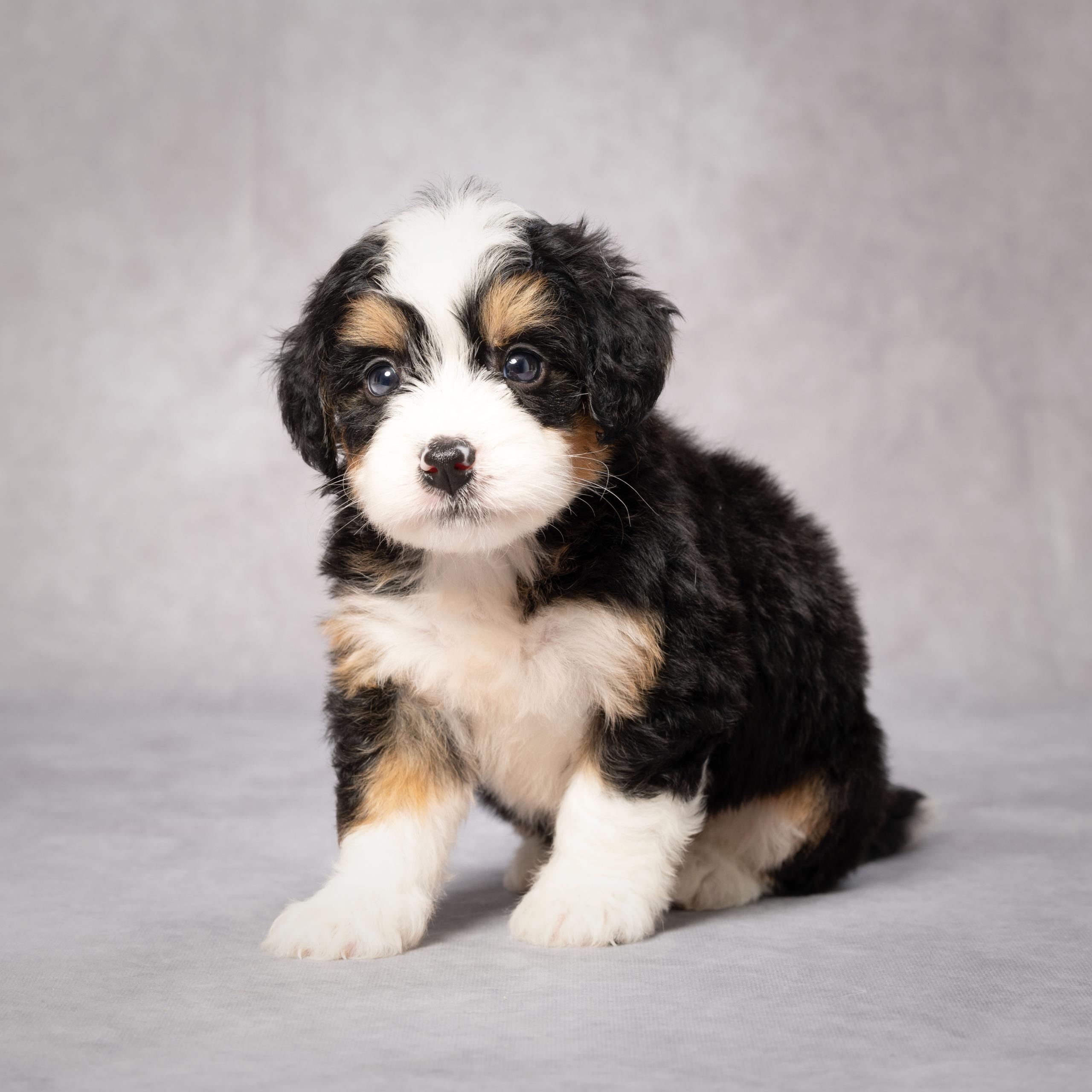 Bernedoodle Wallpapers - Top Free Bernedoodle Backgrounds - WallpaperAccess