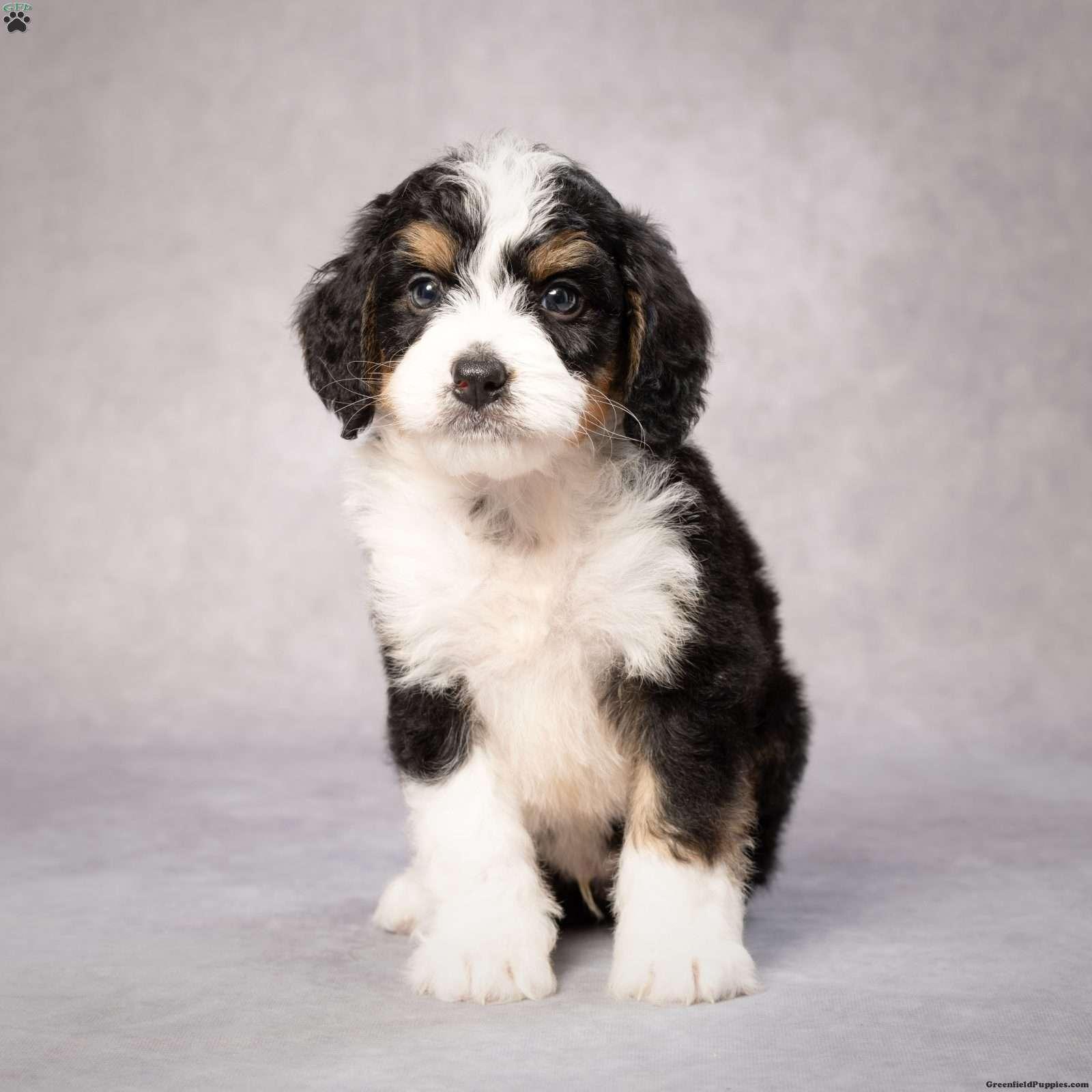1600x1600 Frankie Bernedoodle Puppy in Ohio