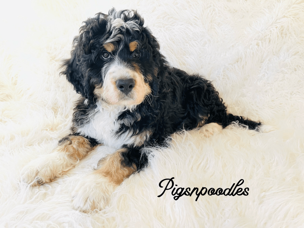 1024x768 ABOUT BERNEDOODLES N POODLES