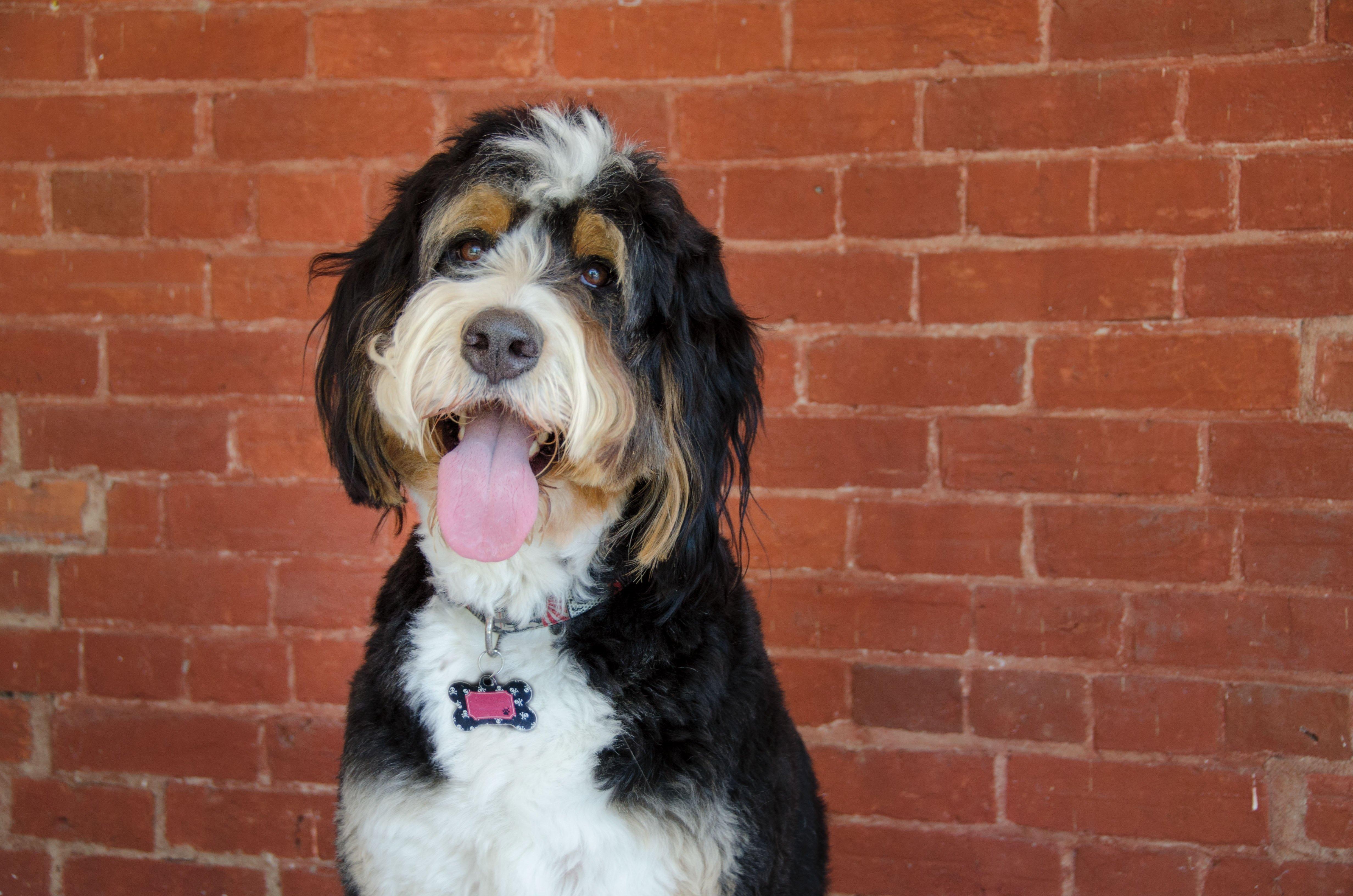 4928x3264 Bernedoodle Dog Breed Information & Picture