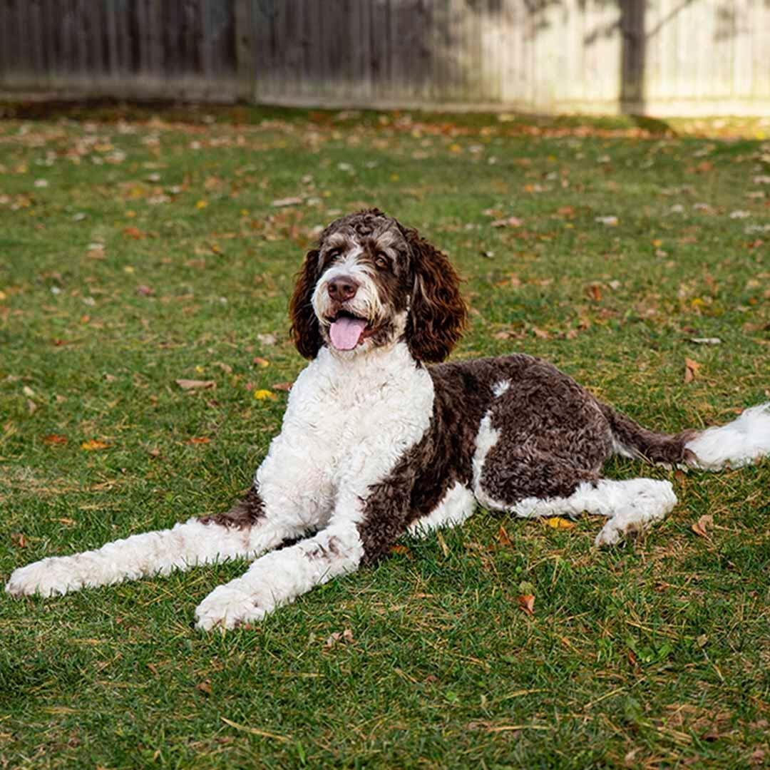 1080x1080 Bernedoodle Dog Breed Information