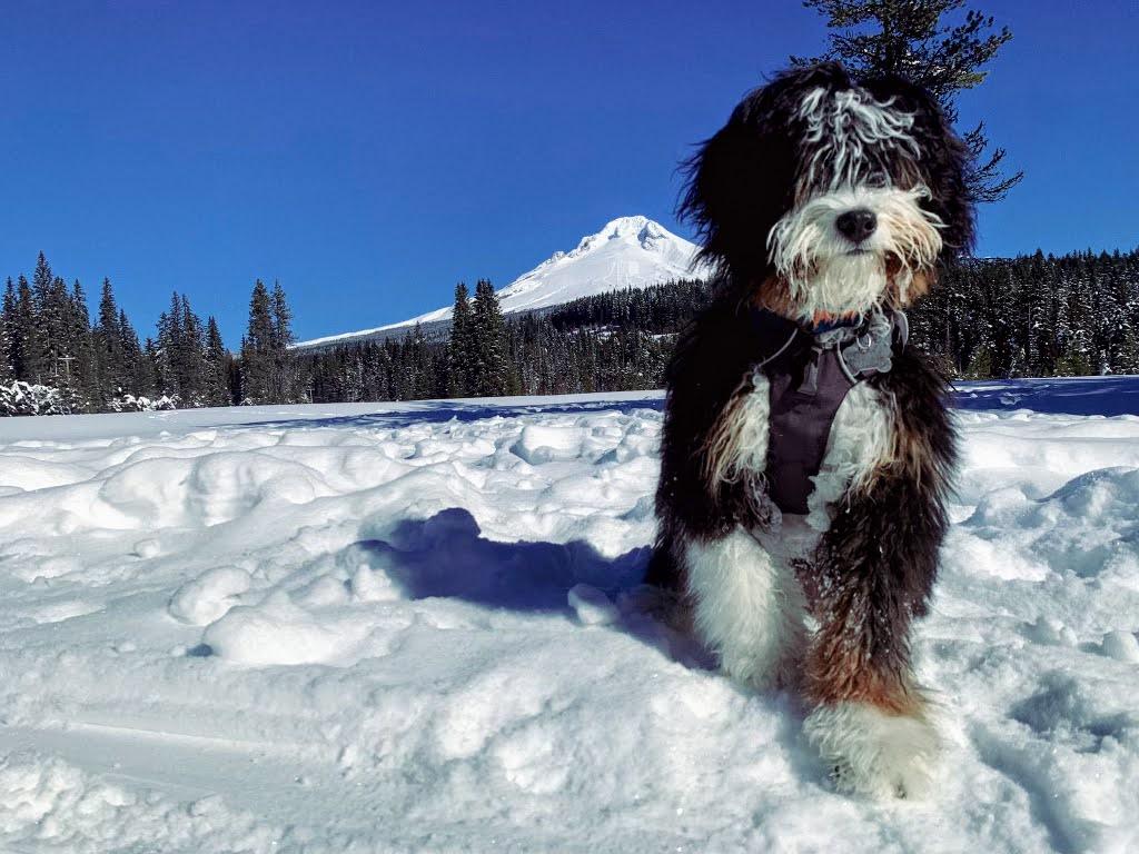 1024x768 HILLTOP BERNEDOODLES