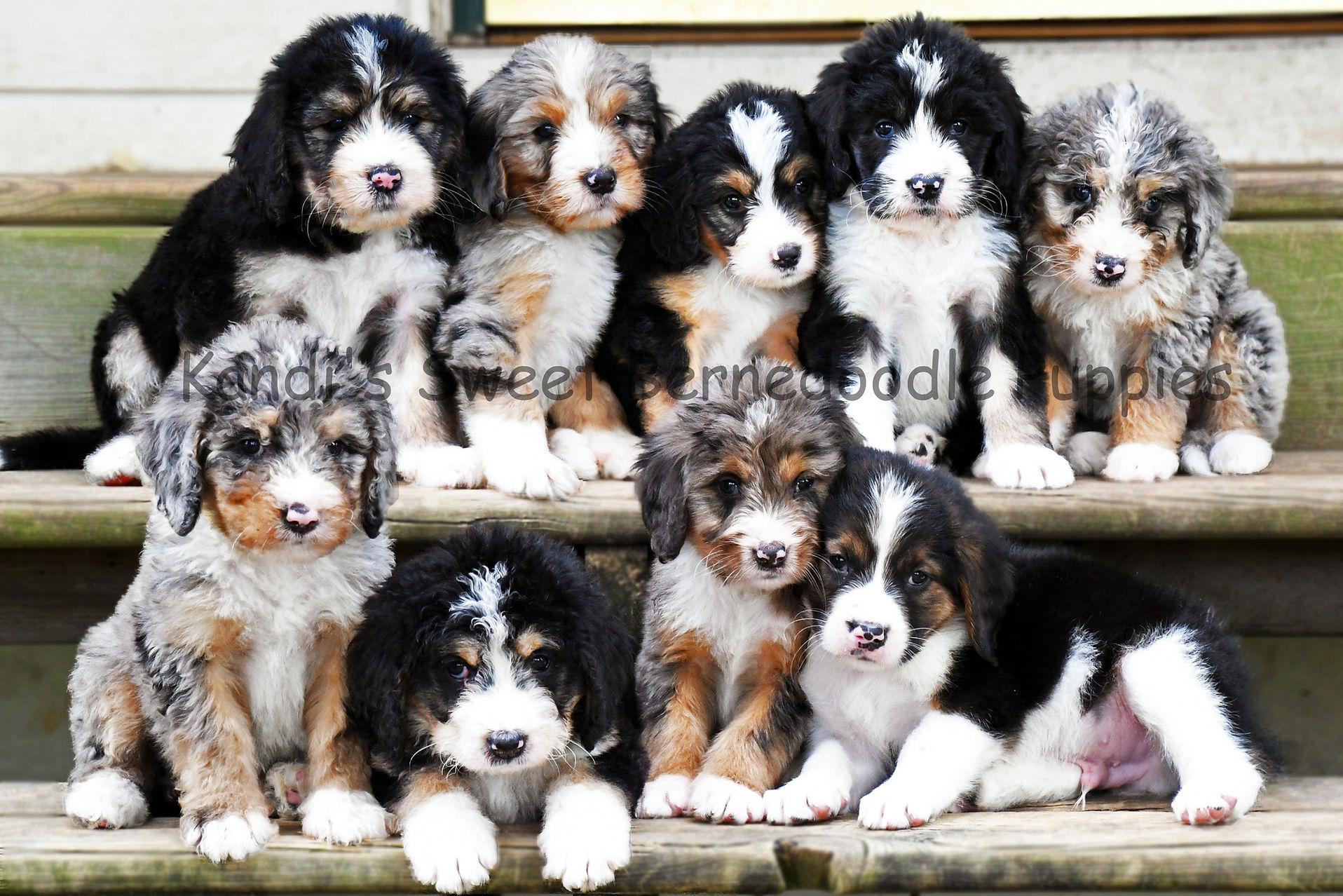 Bernedoodle Wallpapers - Top Free Bernedoodle Backgrounds - WallpaperAccess