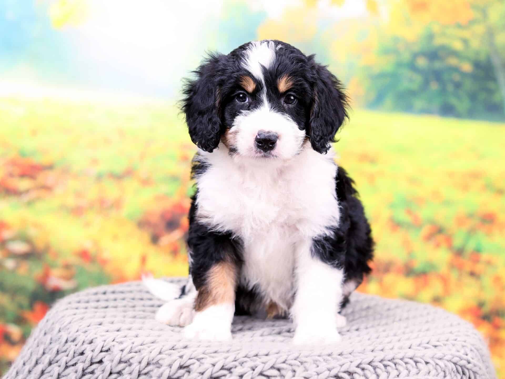 Bernedoodle Wallpapers - Top Free Bernedoodle Backgrounds - WallpaperAccess