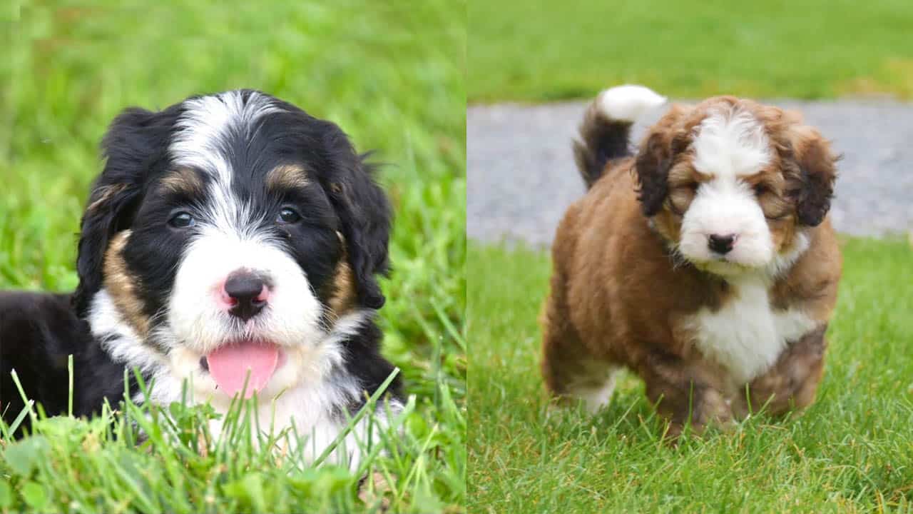 1280x720 How Much Do Bernedoodle Cost?