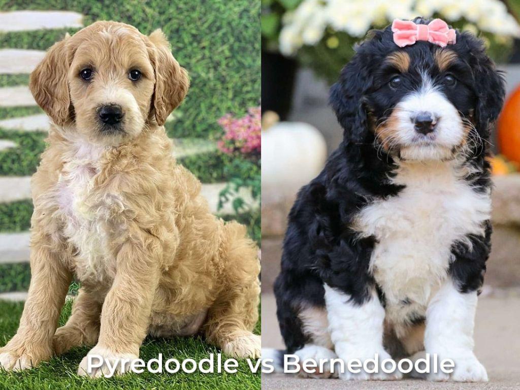 1024x768 Bernedoodle vs Pyredoodle 2 Amazing Breeds