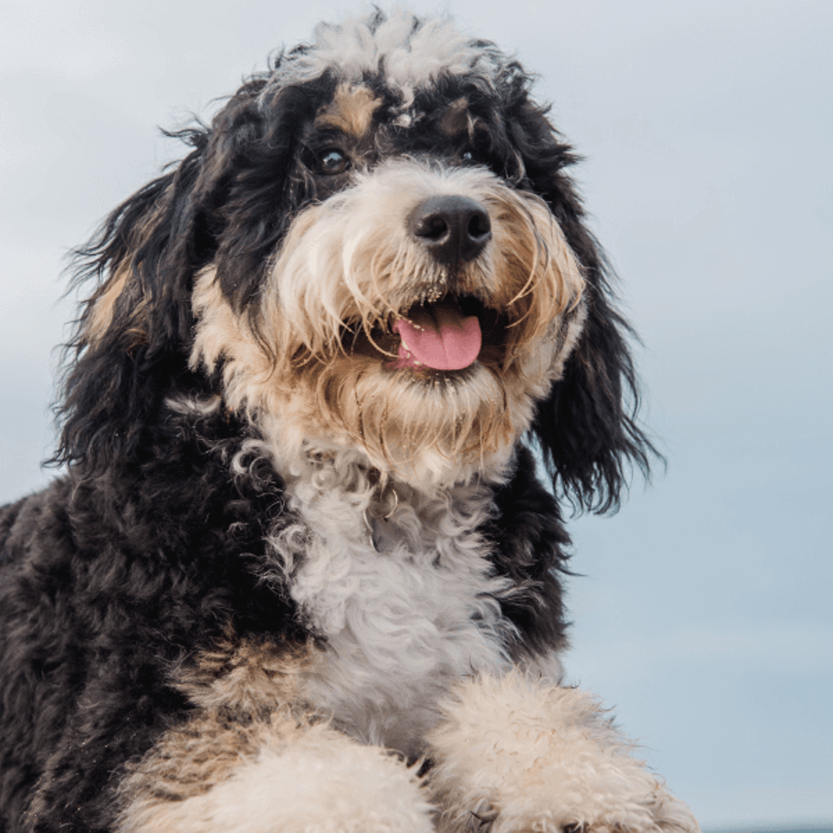 Bernedoodle Wallpapers - Top Free Bernedoodle Backgrounds - WallpaperAccess