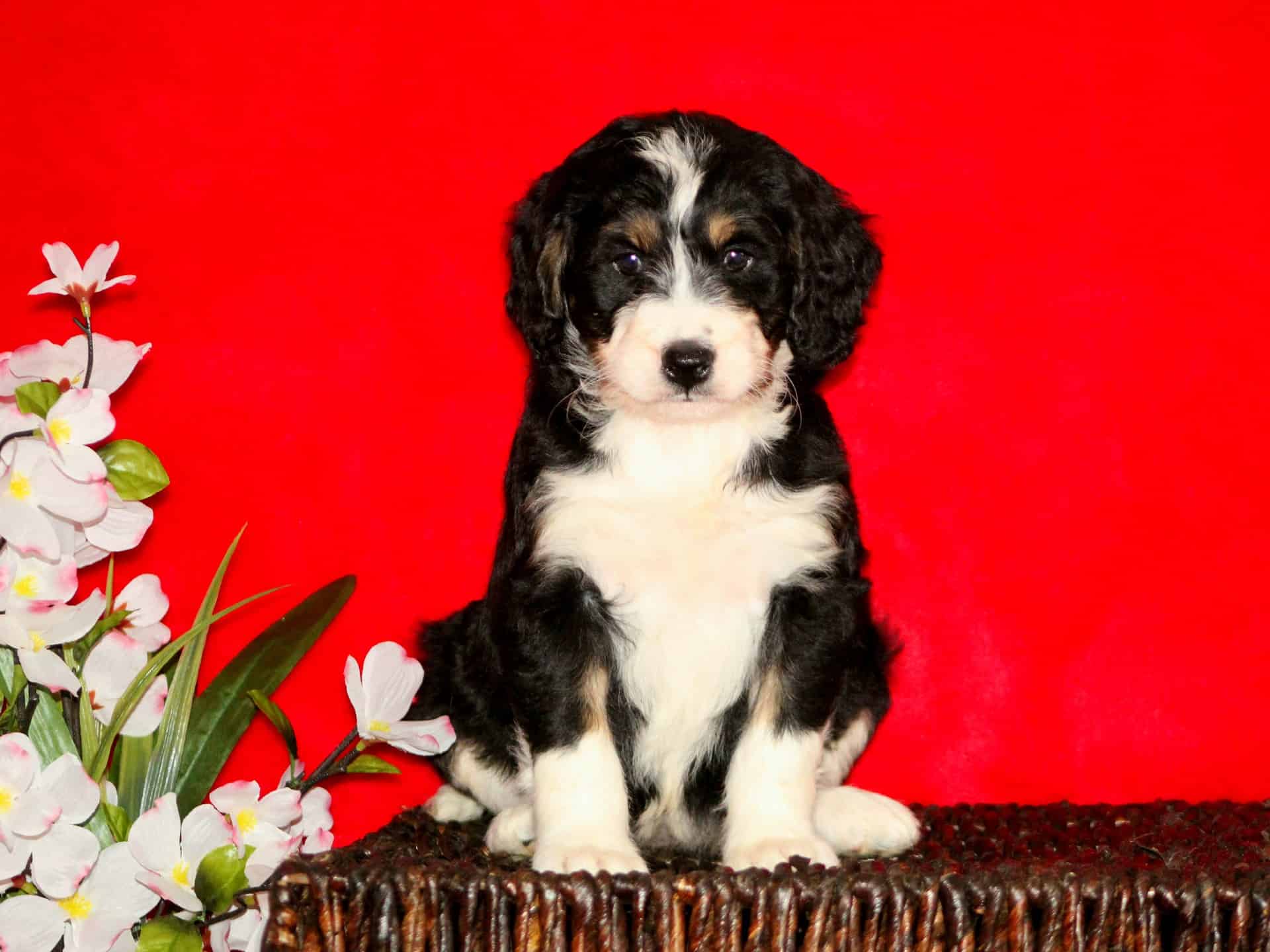 1920x1440 Bernedoodle Haircuts, Dog Health, and Feeding