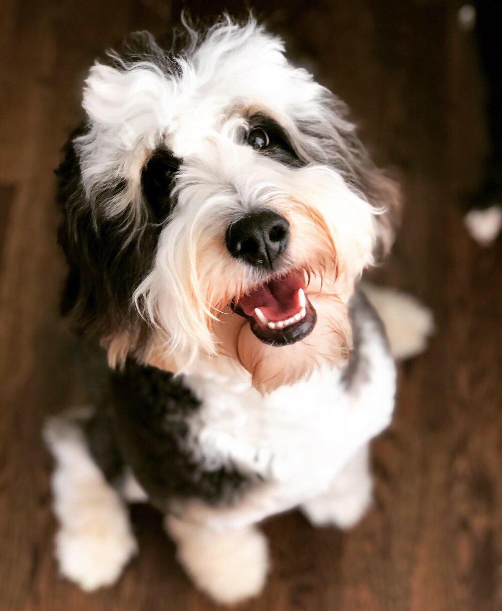 1000x1217 What's a Bernedoodle?