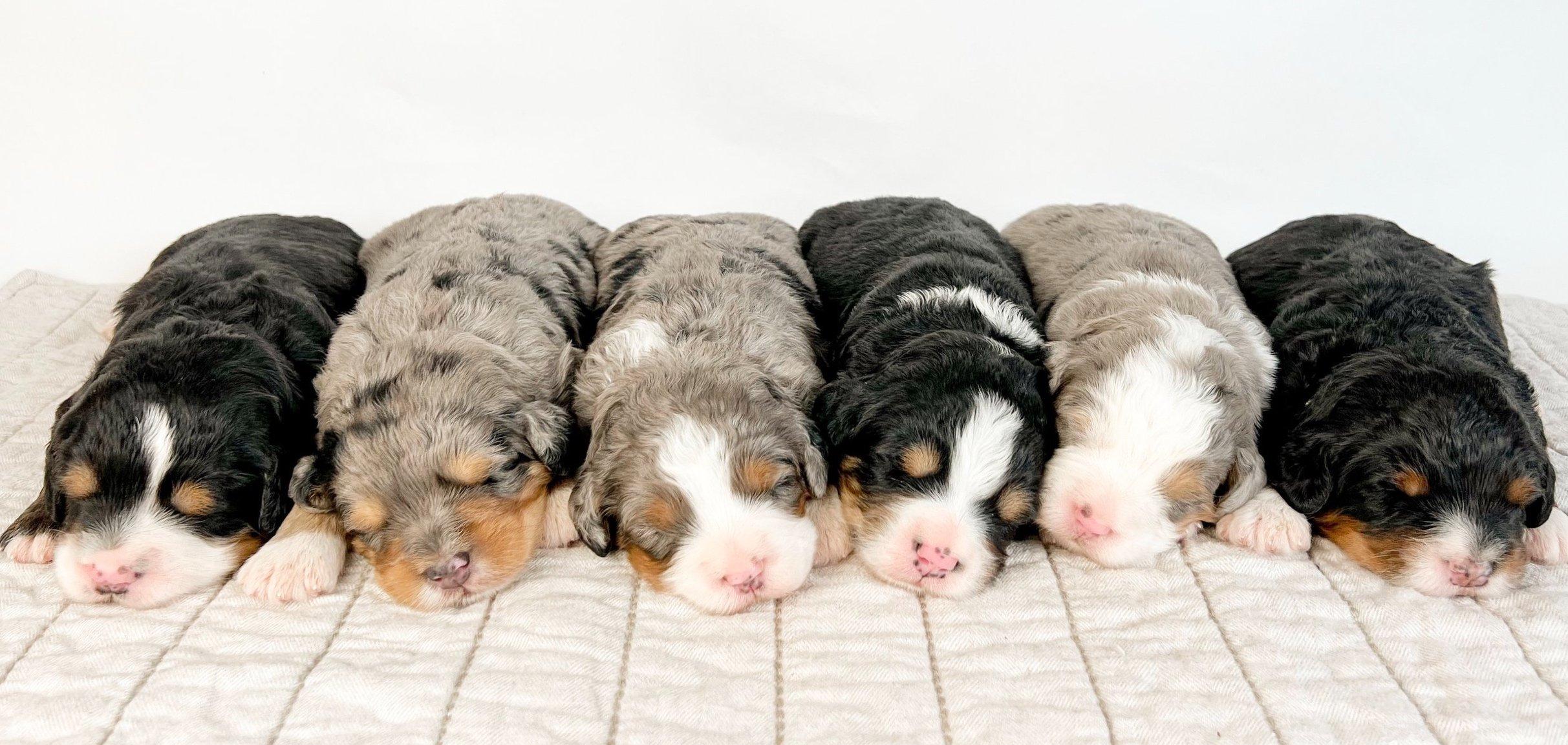 2425x1153 Indiana Bernedoodles and Aussiedoodles. near Chicago. doodle breeders