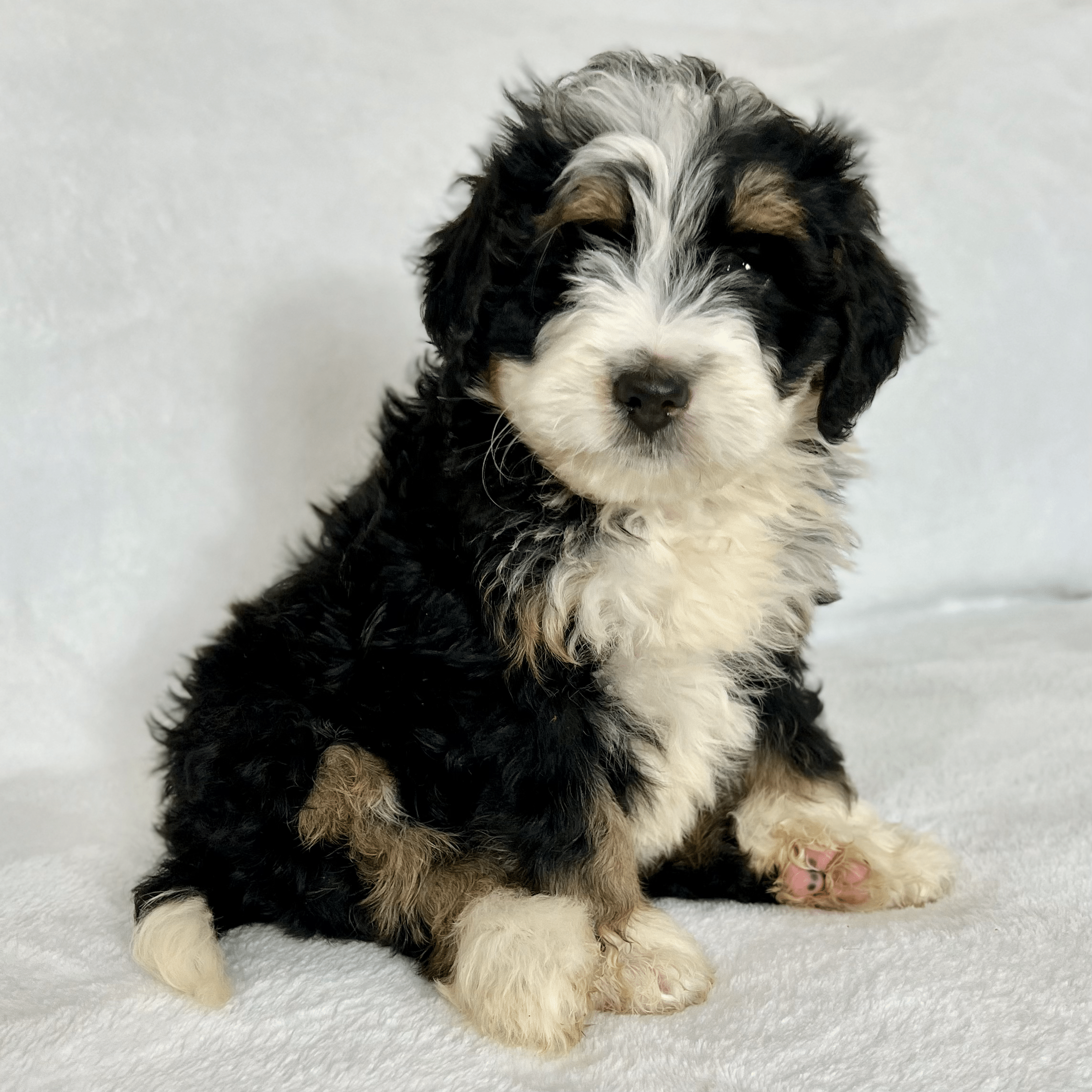 2286x2286 LIZETTE Bernedoodle. Doodles Direct USA
