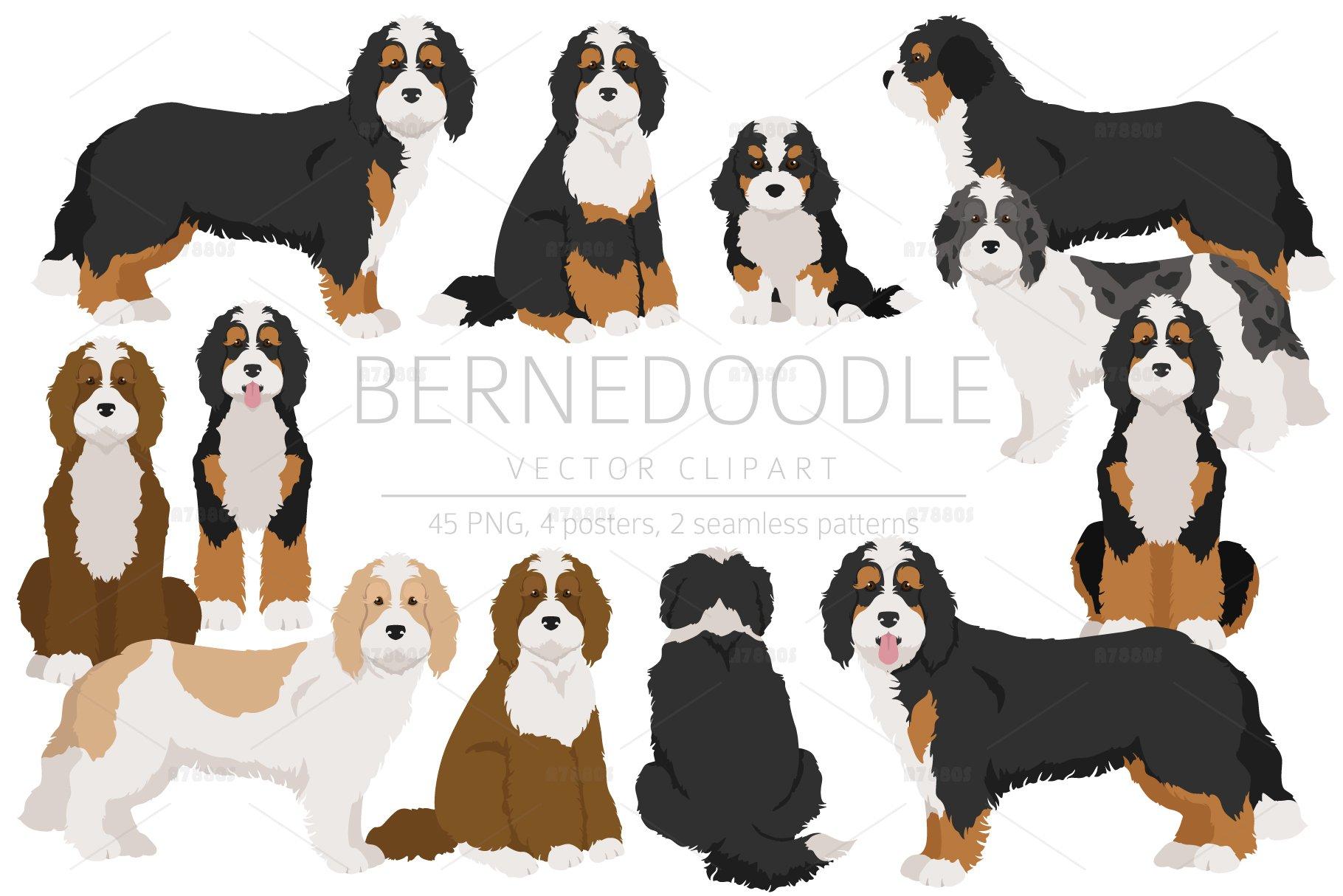 Bernedoodle Wallpapers - Top Free Bernedoodle Backgrounds - WallpaperAccess