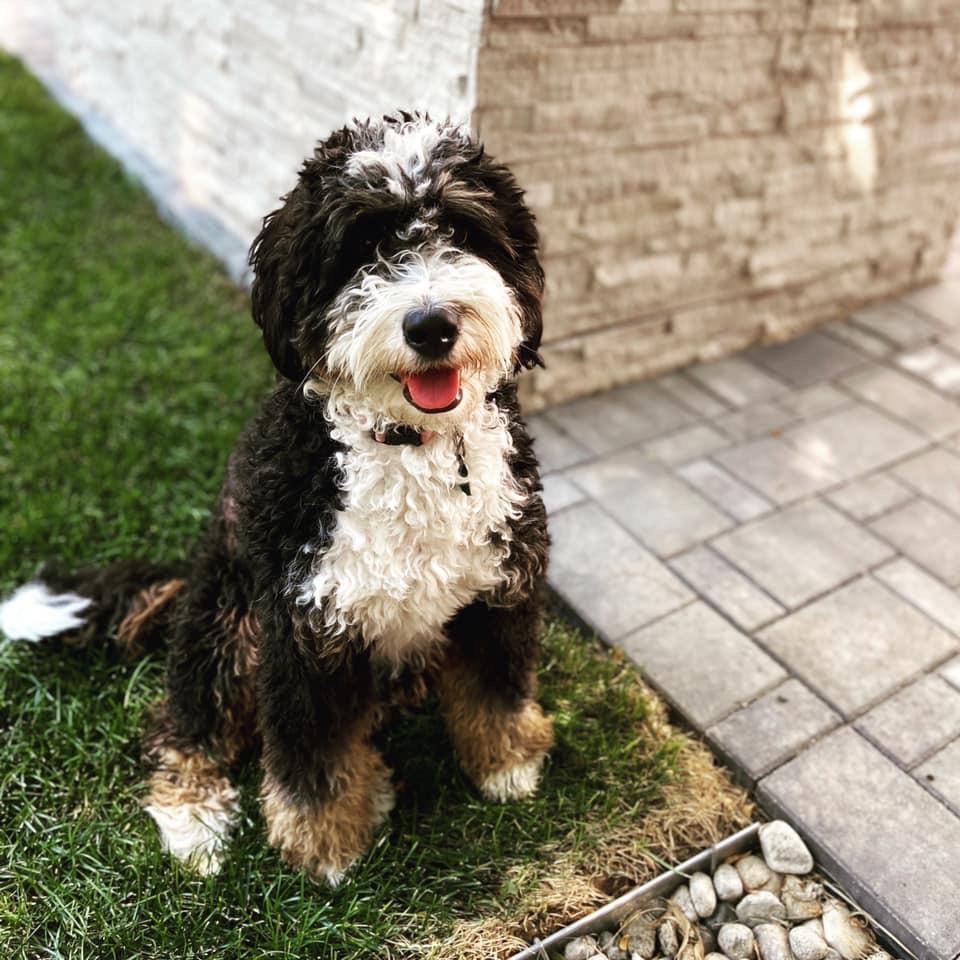 Bernedoodle Wallpapers - Top Free Bernedoodle Backgrounds - WallpaperAccess