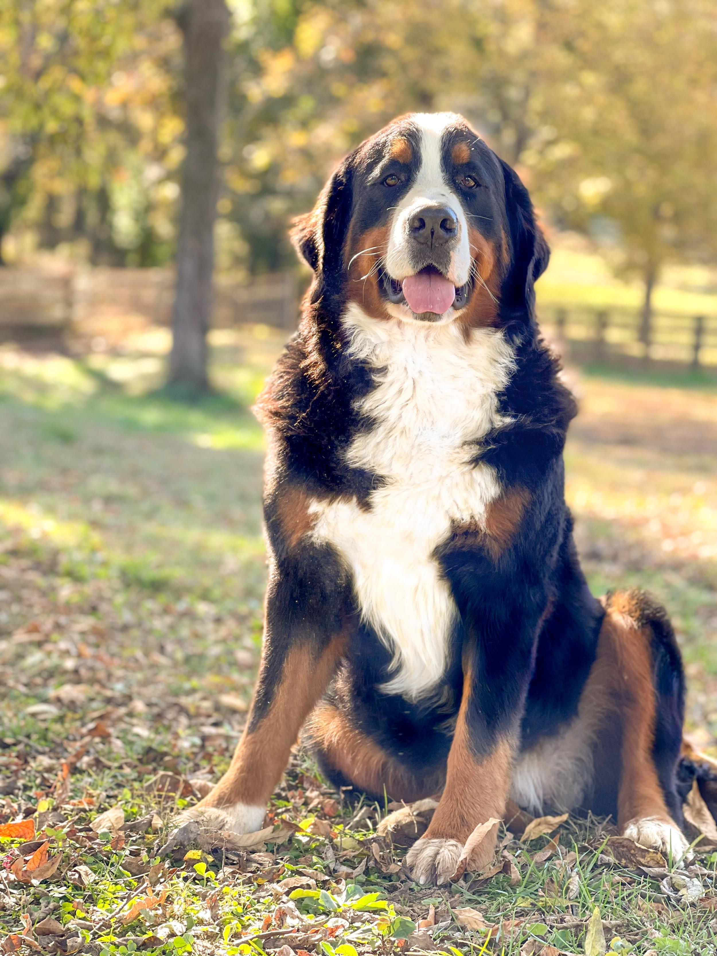 Bernedoodle Wallpapers - Top Free Bernedoodle Backgrounds - WallpaperAccess