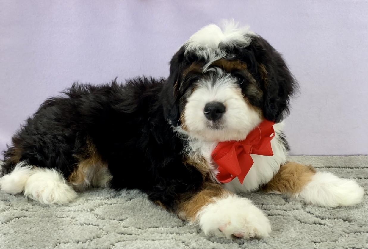 Bernedoodle Wallpapers - Top Free Bernedoodle Backgrounds - WallpaperAccess