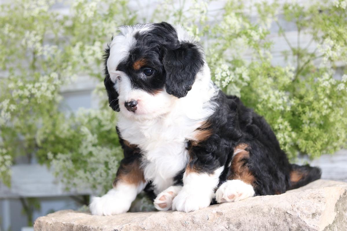 1200x800 bernedoodle female- mini bernedoodle, black, white, tan markings
