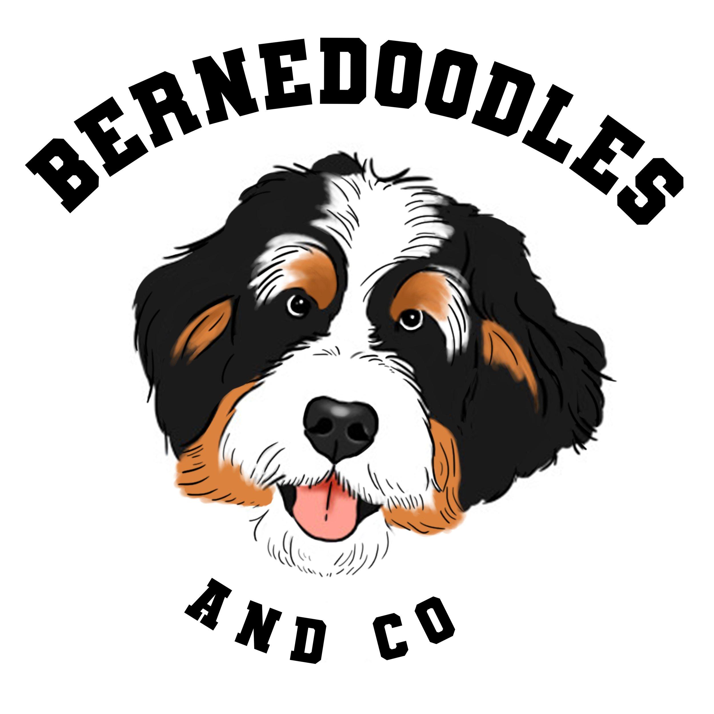 Bernedoodle Wallpapers - Top Free Bernedoodle Backgrounds - WallpaperAccess