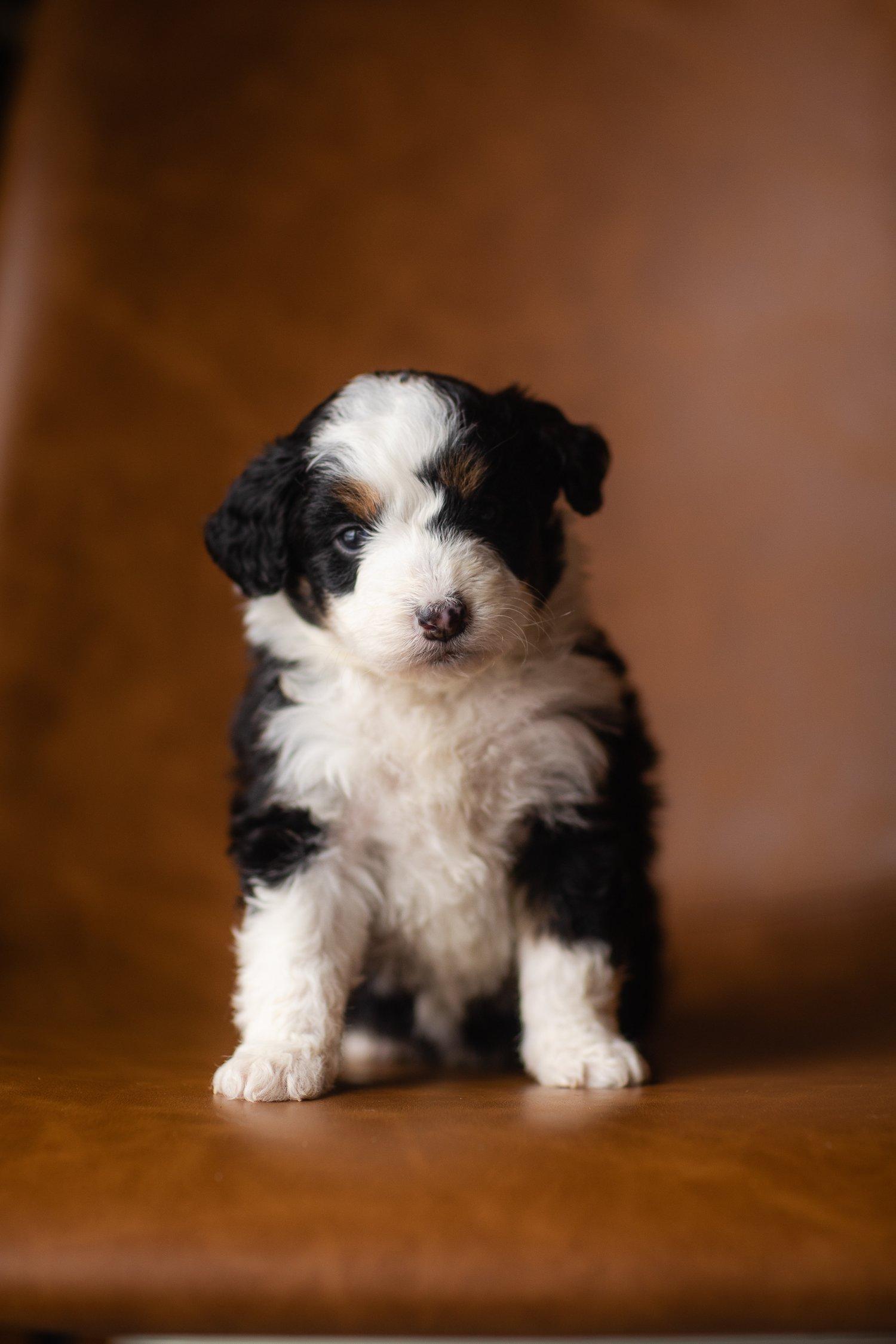 Bernedoodle Wallpapers - Top Free Bernedoodle Backgrounds - WallpaperAccess