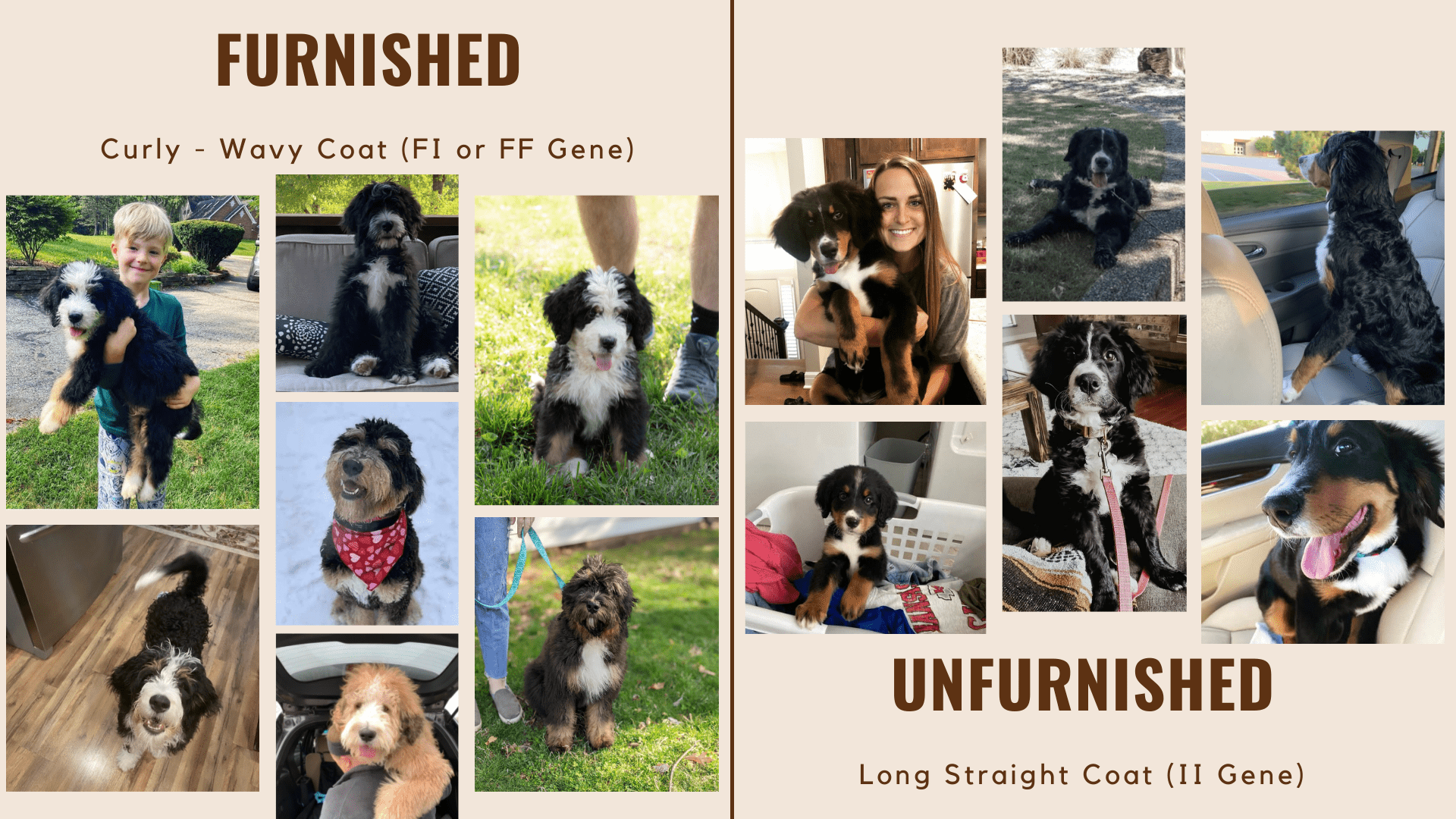 1920x1080 Everything You Need To Know About Furnishings, Breeding (And Selecting) Your Pups!
