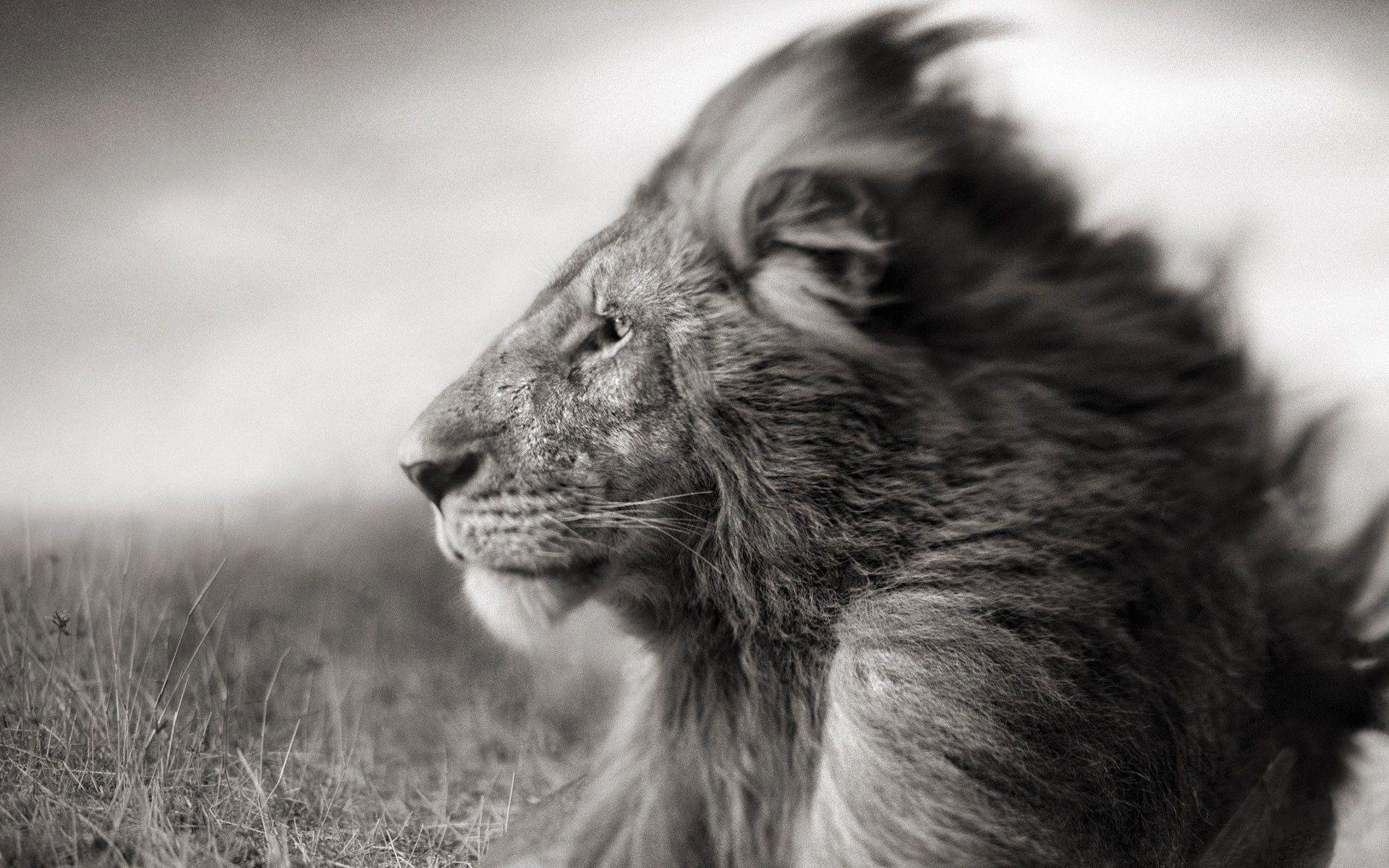 1920x1200 Lion Face Wallpaper. dark fierce lion face macro iphone 6 plus
