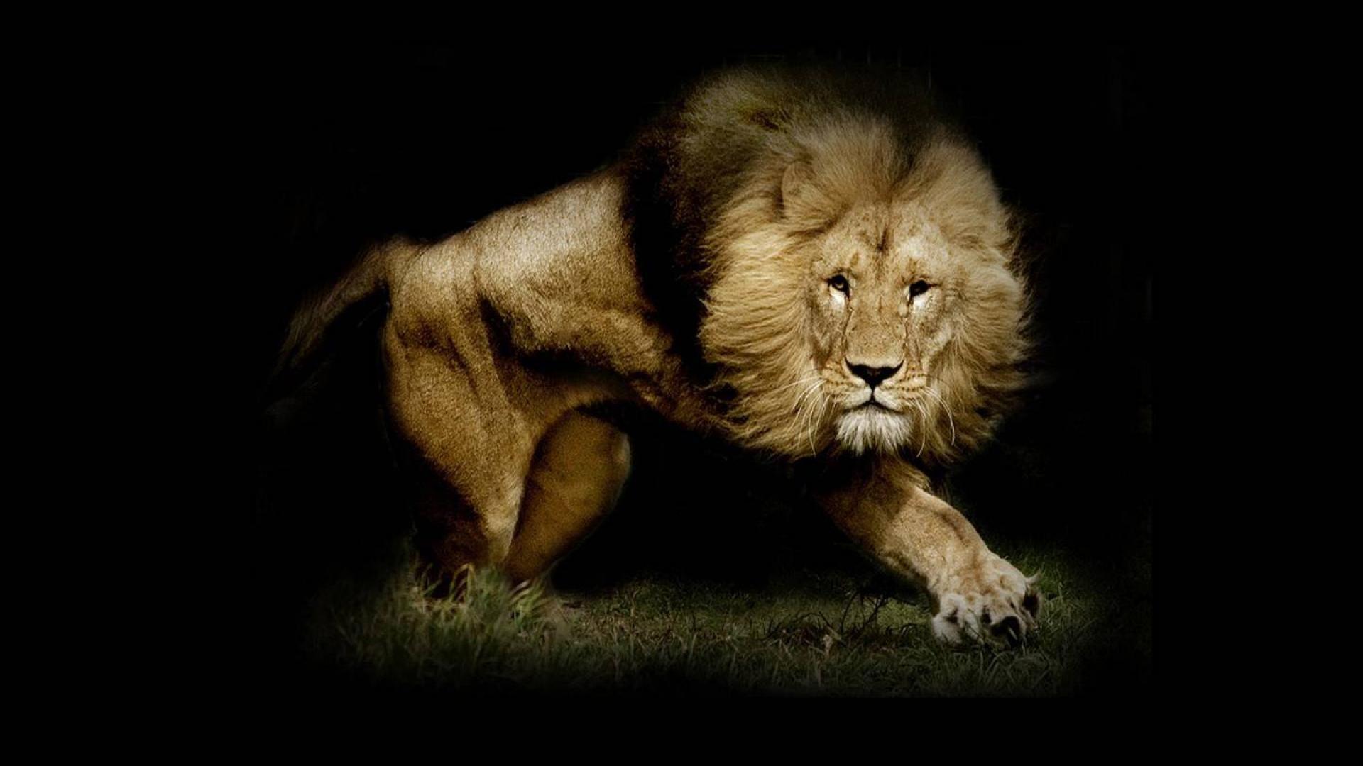 1920x1080 Lion