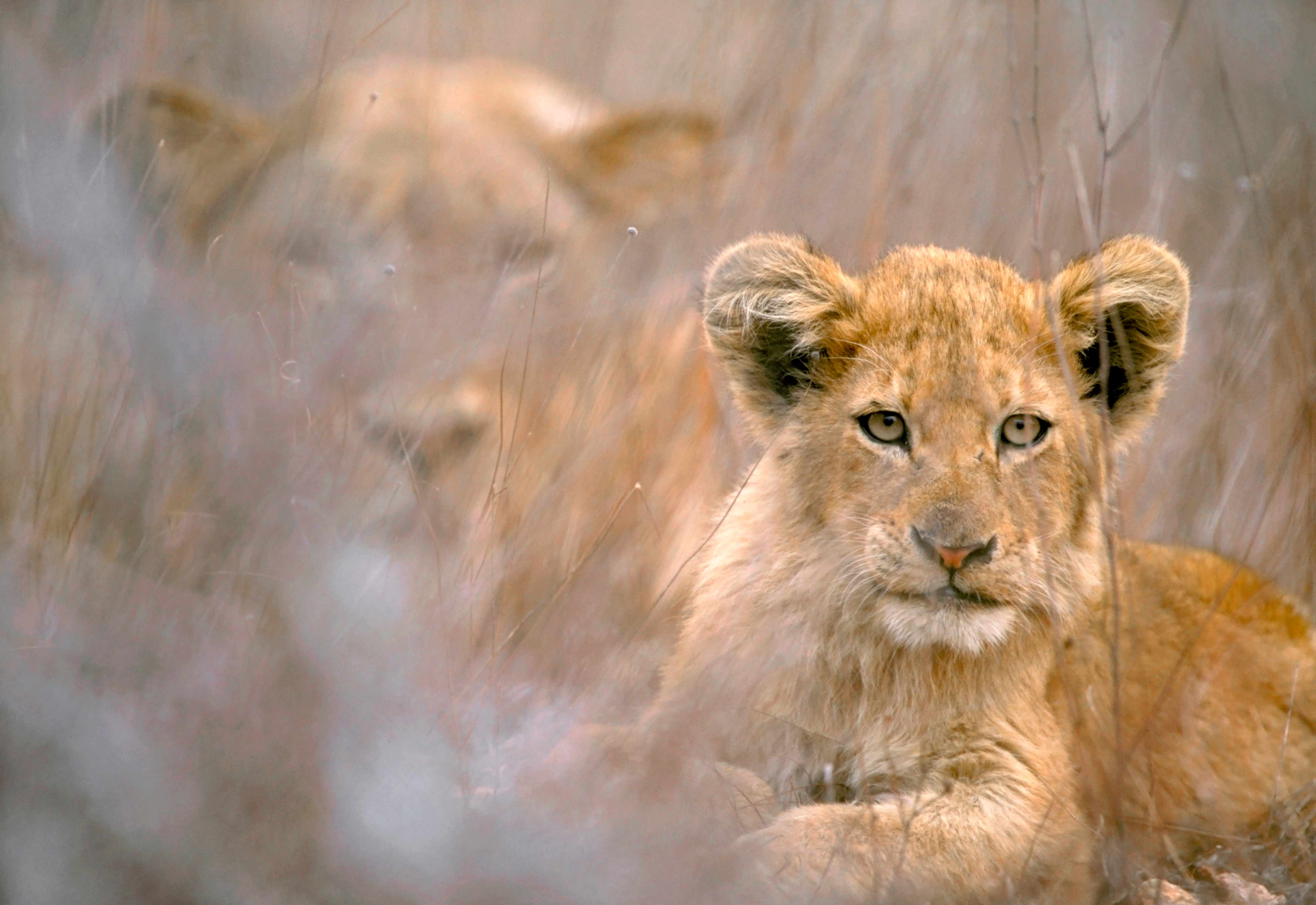 4800x3300 Cool Background of animals that will blow you away. Lions, Bats