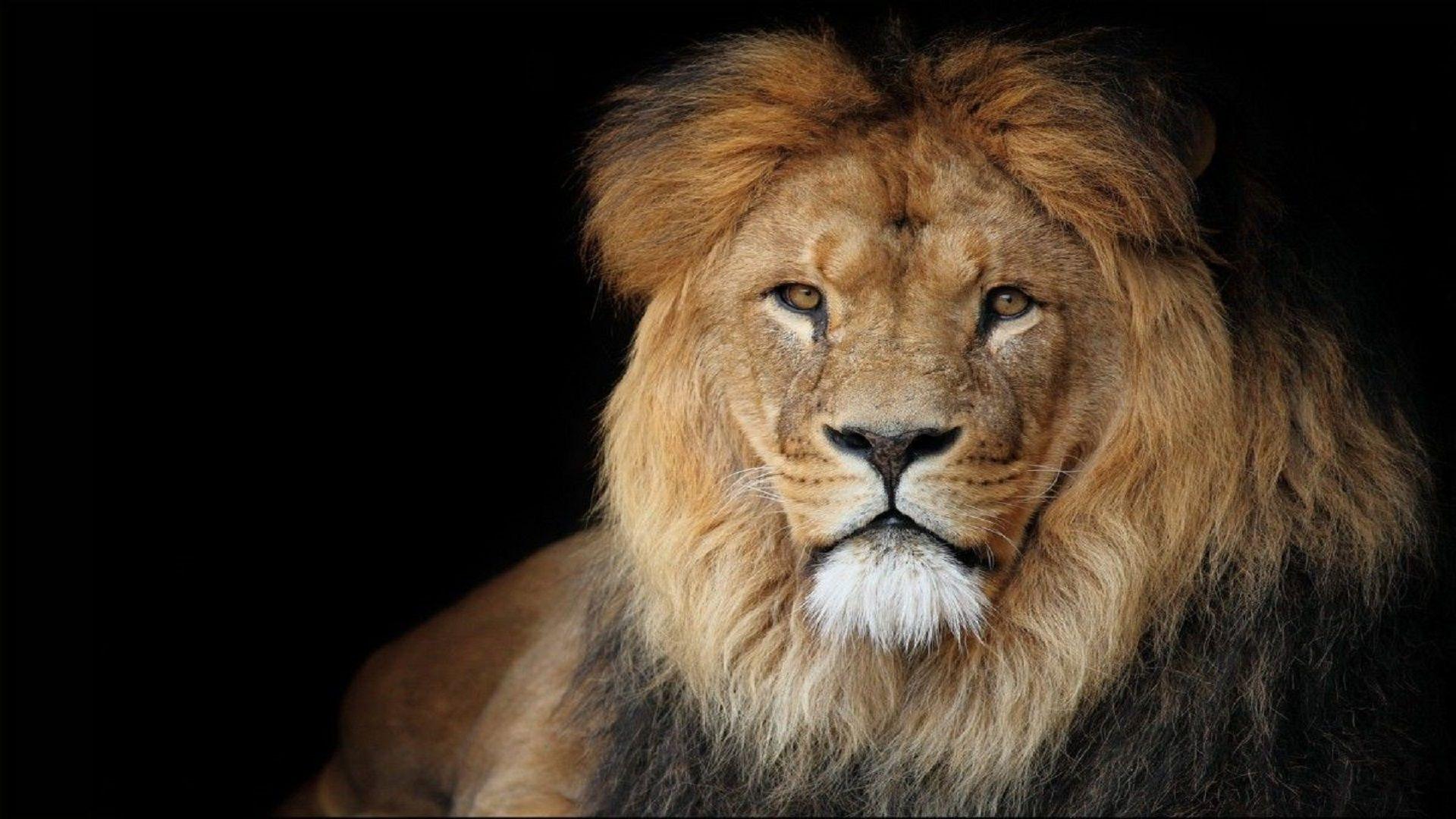 1920x1080 Lion 4k wallpaper Wallpaper for free