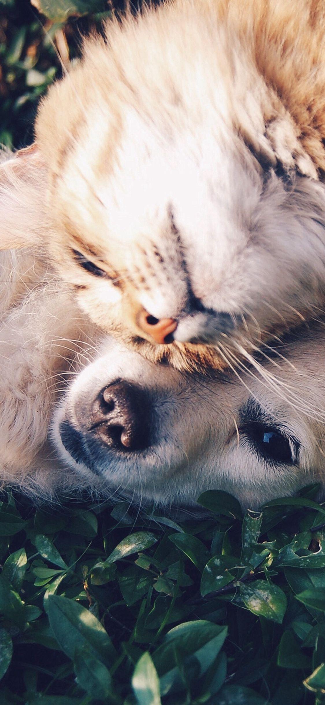1125x2436 Cat And Dog Animal Love Nature Pure #iPhone #X #wallpaper. Hayvan