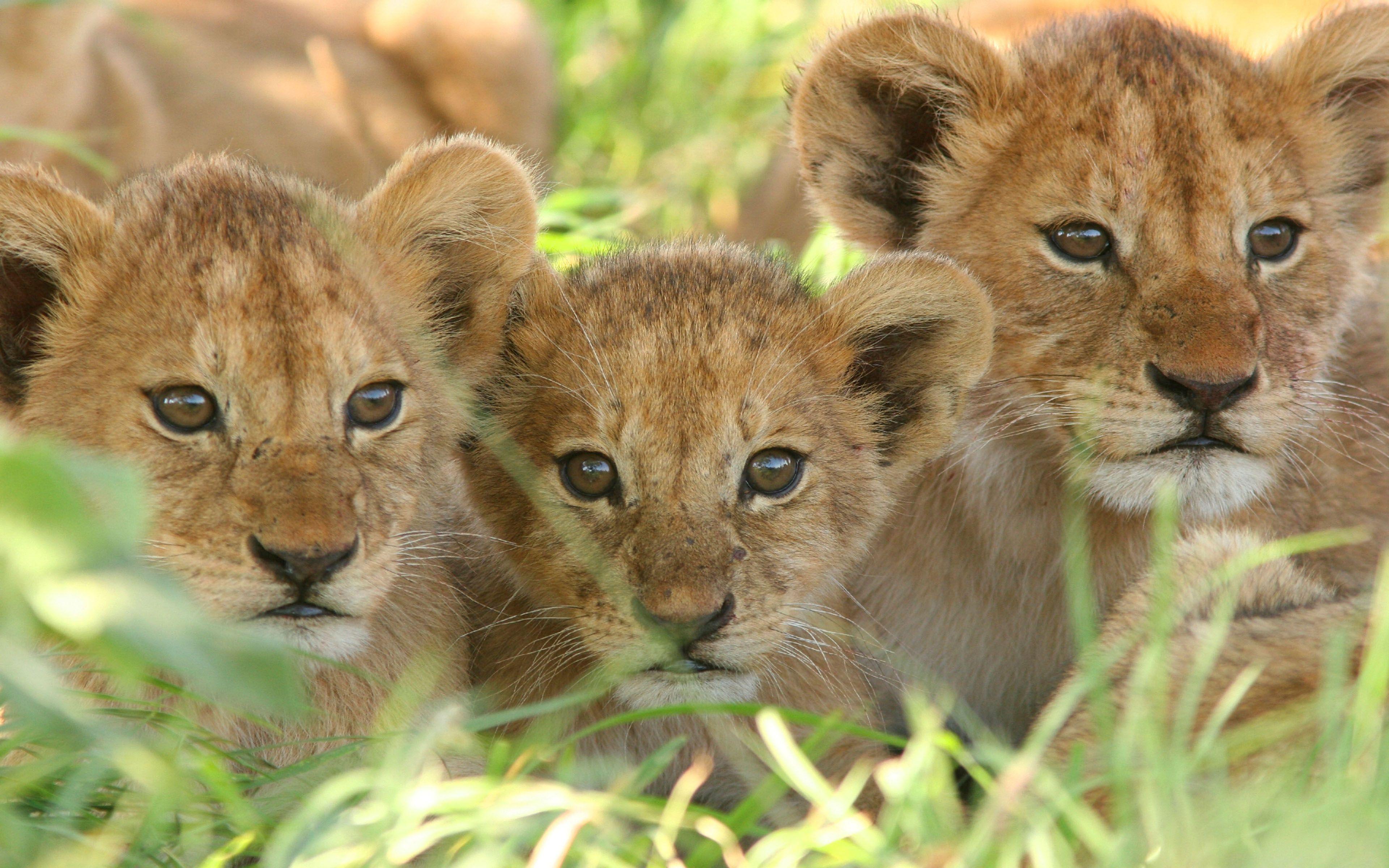 Lions Motivation Ultra HD Wallpapers - Top Free Lions Motivation Ultra ...