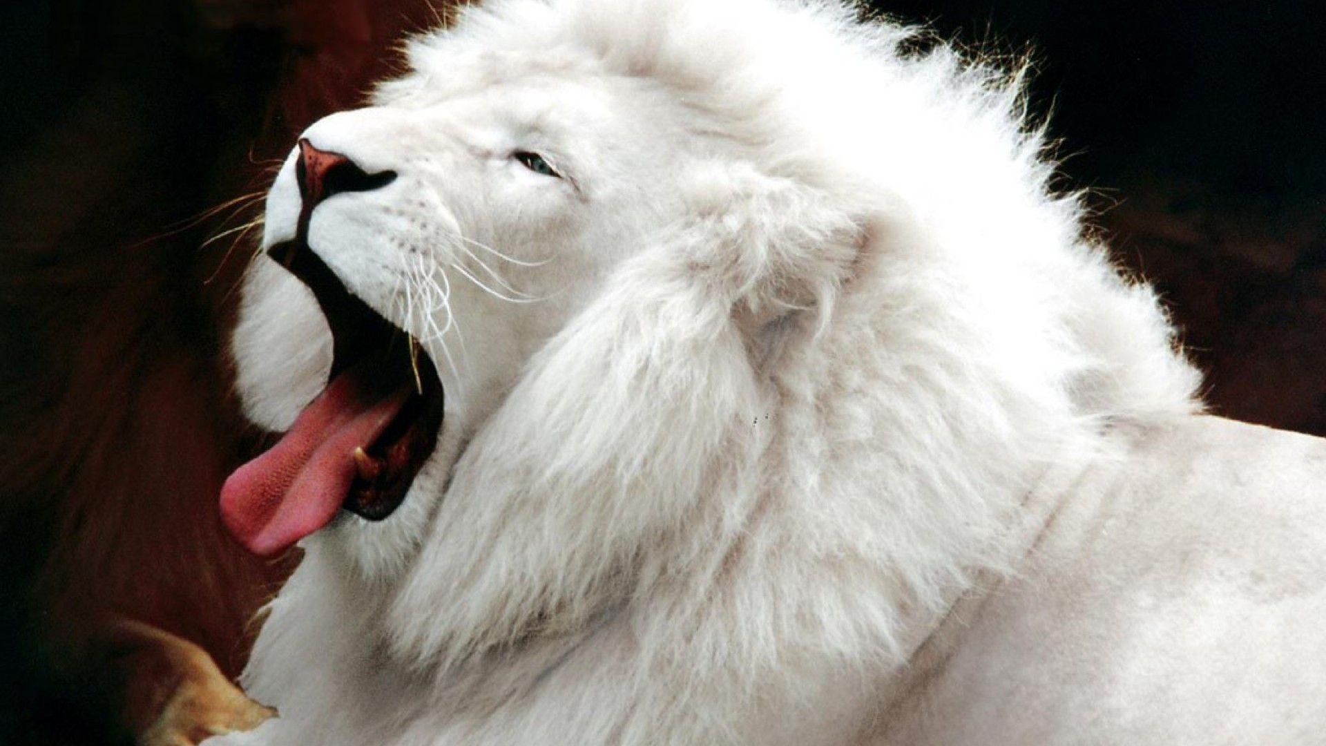 1920x1080 Danger Lion Wallpaper