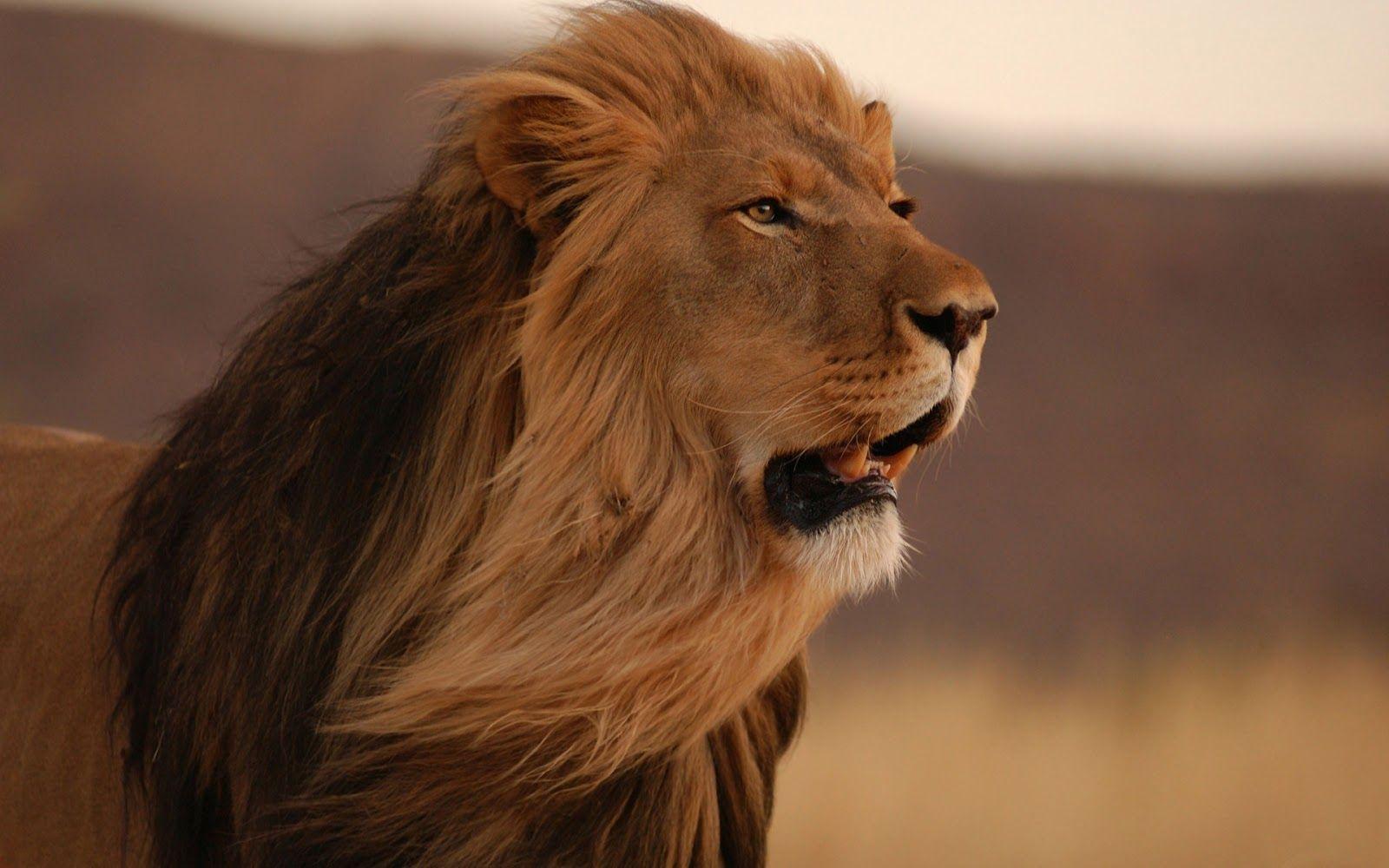 1600x1000 Lion HD Live Wallpaper Group , HD Wallpaper