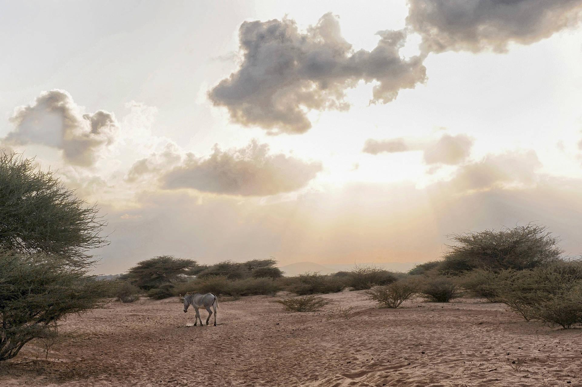 1920x1278 Download Djibouti Animals On Land Wallpaper