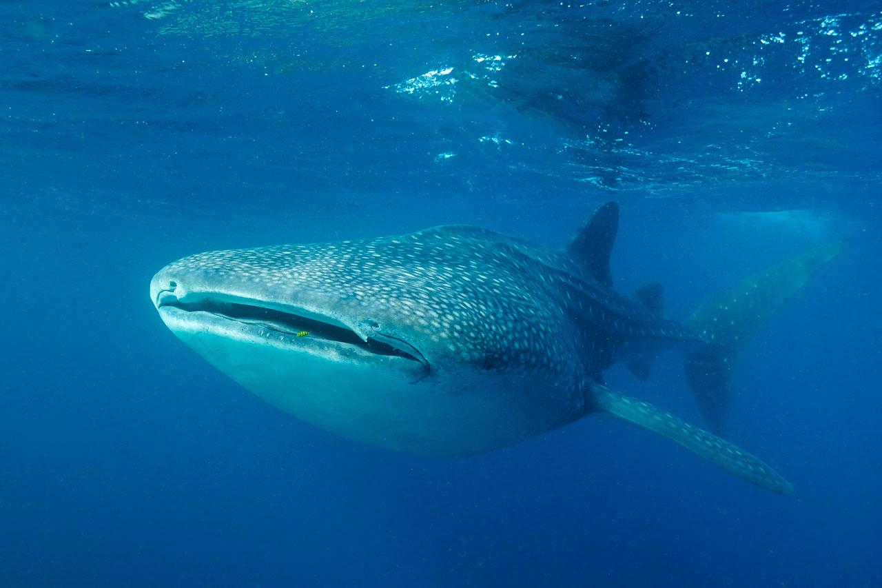 1280x853 Whale sharks in Tadjourah Bay, Djibouti