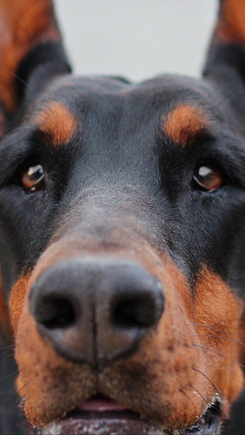800x1420 Download Wallpaper 800x1420 Doberman, Muzzle, Dog Iphone Se 5s 5c 5 For Parallax HD Background