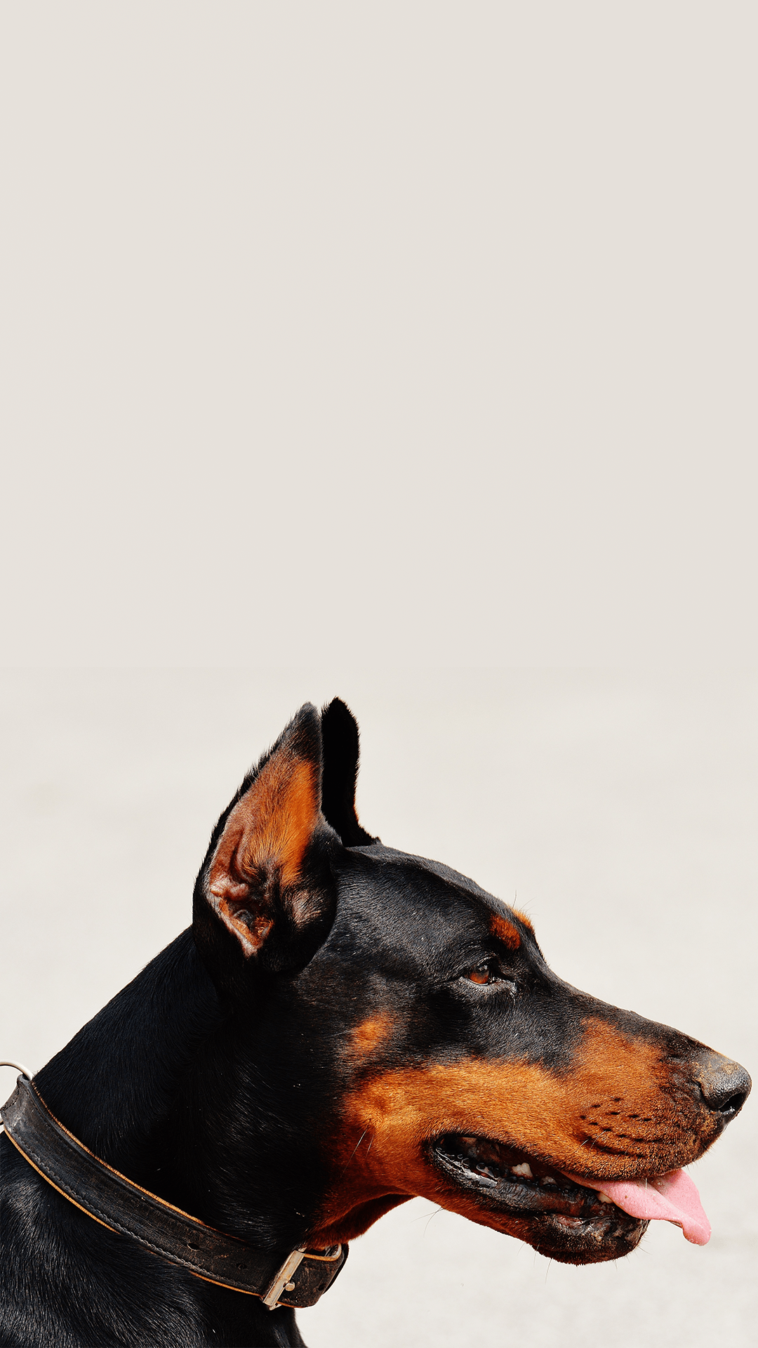 1080x1920 Doberman iPhone Wallpaper