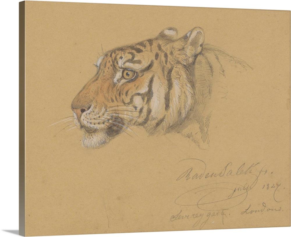 1000x814 Head of a Tiger, by Raden Saleh, Indonesian water color painting Wall Art, Canvas Prints, Framed Prints, Wall Peels. Great Big Canvas